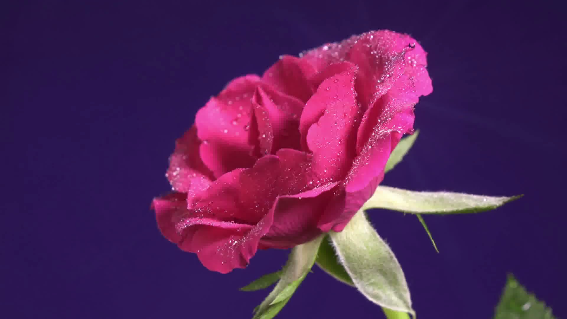 Rose flower in the rain, drops of water shining as diamonds, close ...