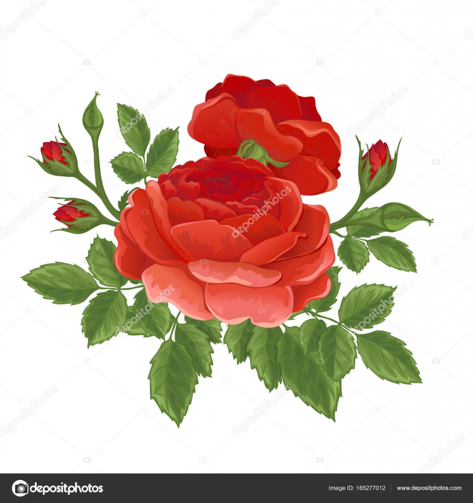 English red rose graphic flowers. — Stock Vector © werta.w #165277012