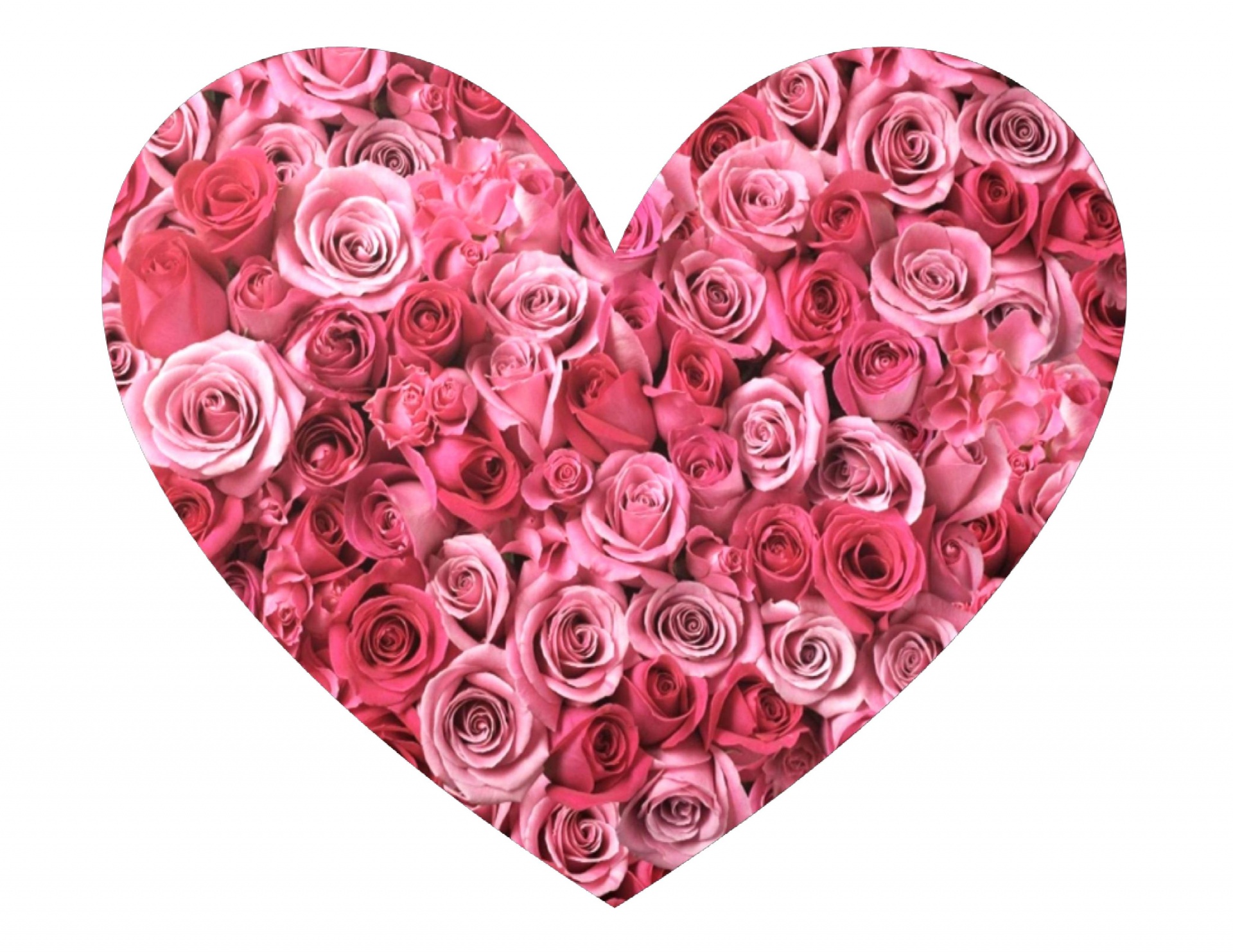 Pink Rose Heart Free Stock Photo - Public Domain Pictures