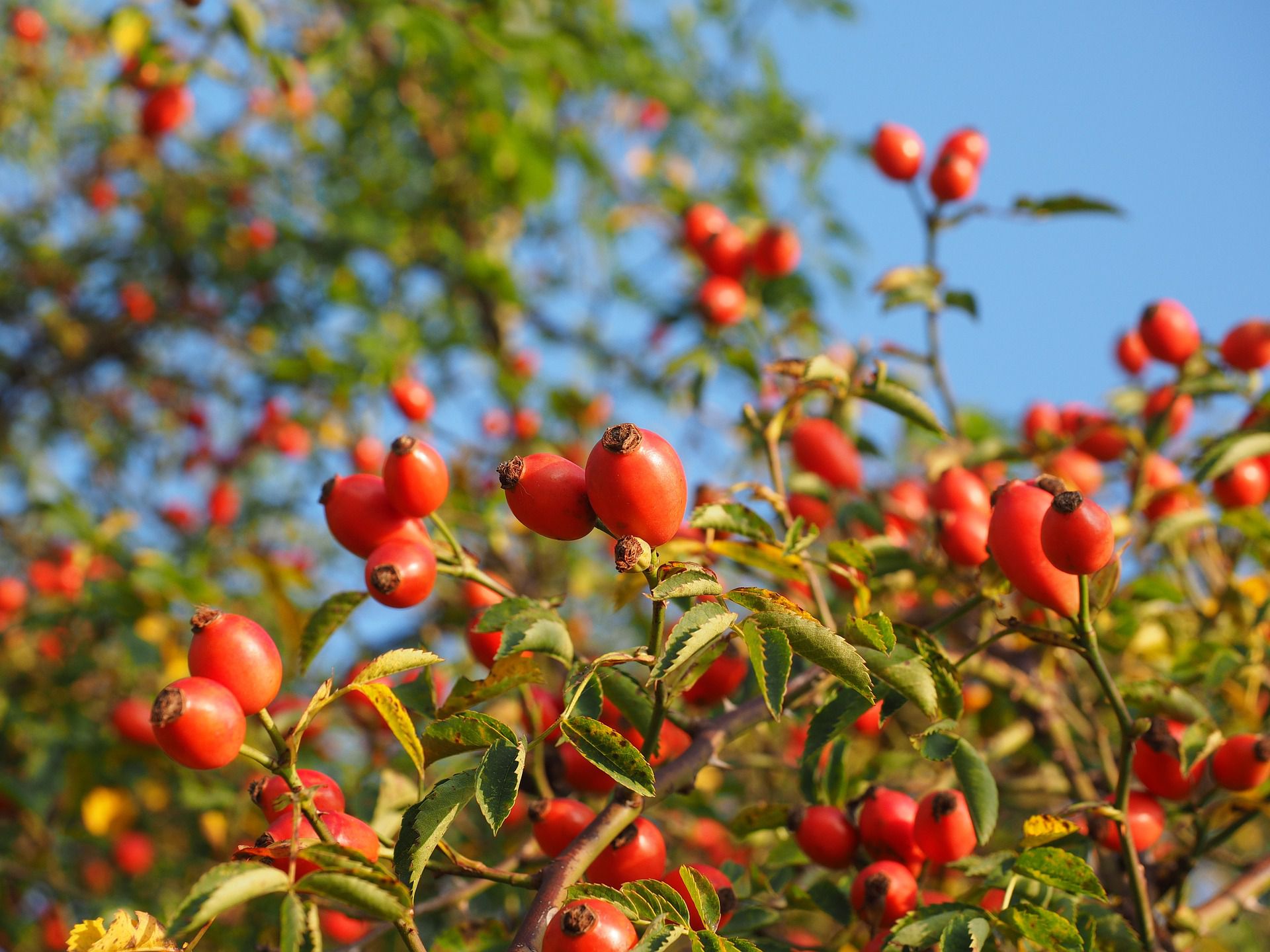 Rose Hips - What Are They and What Can You Do With Them?