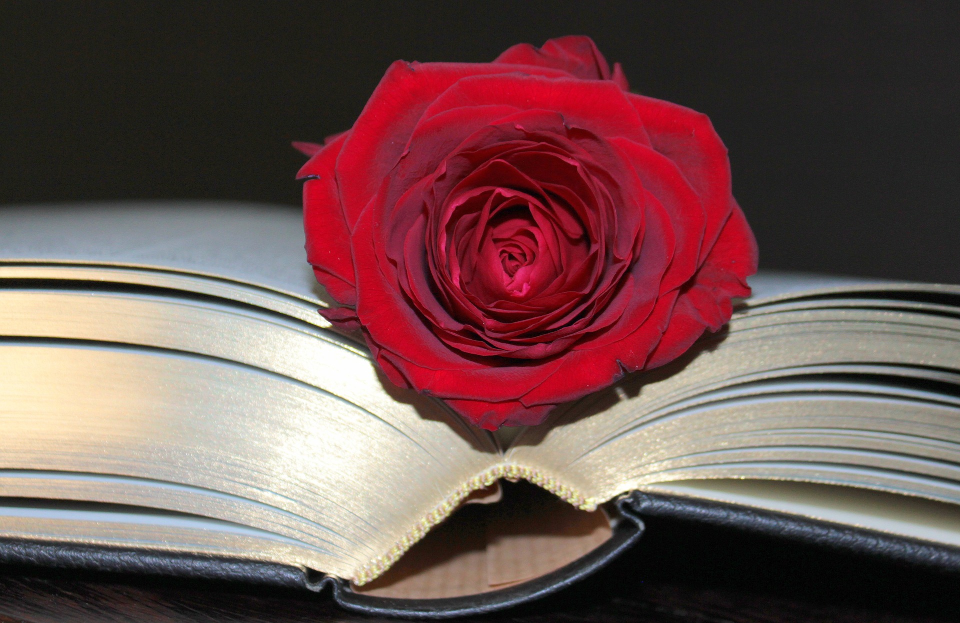 Rose in the book photo