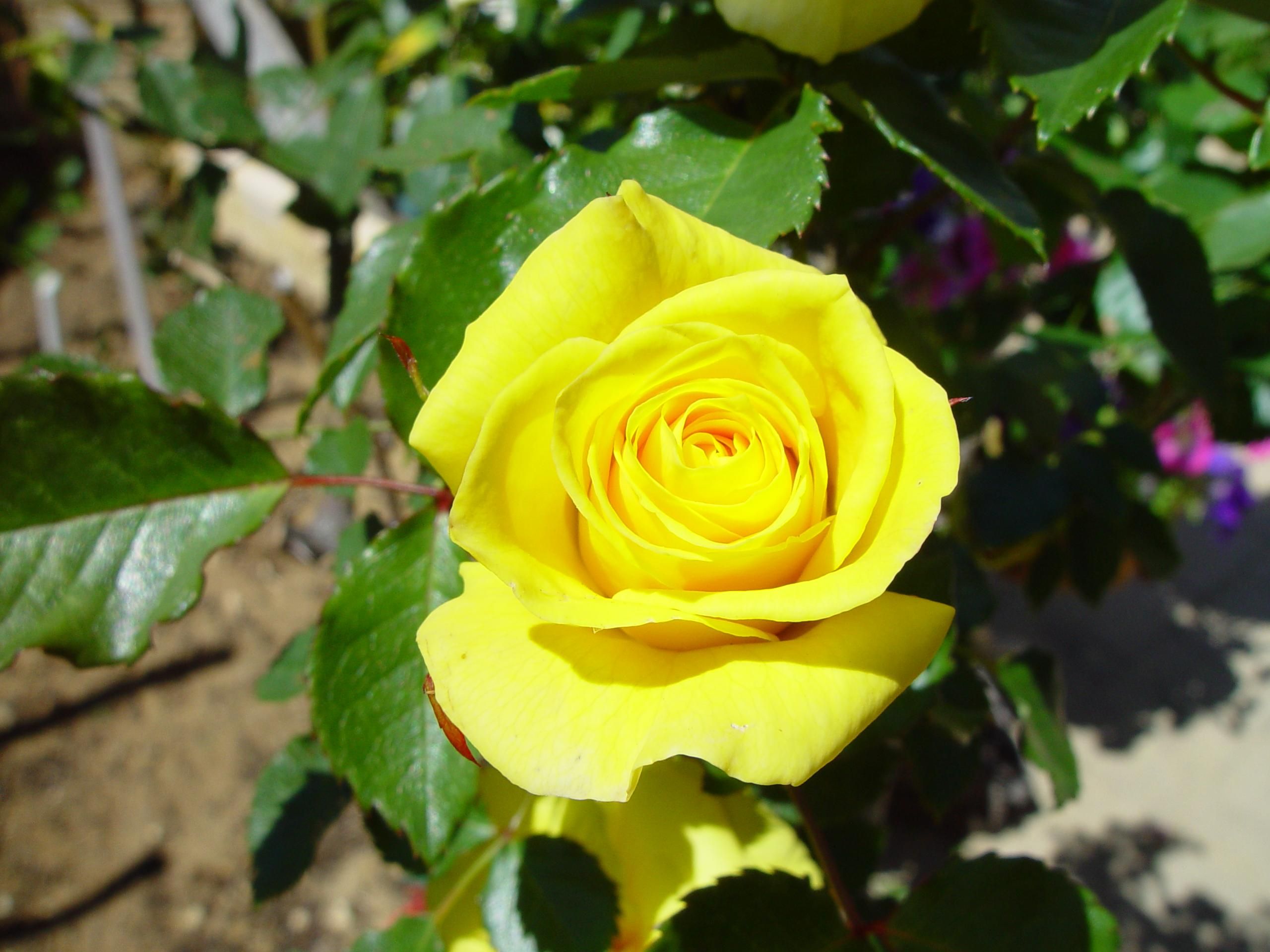 File:Yellow rose (1).jpg - Wikimedia Commons