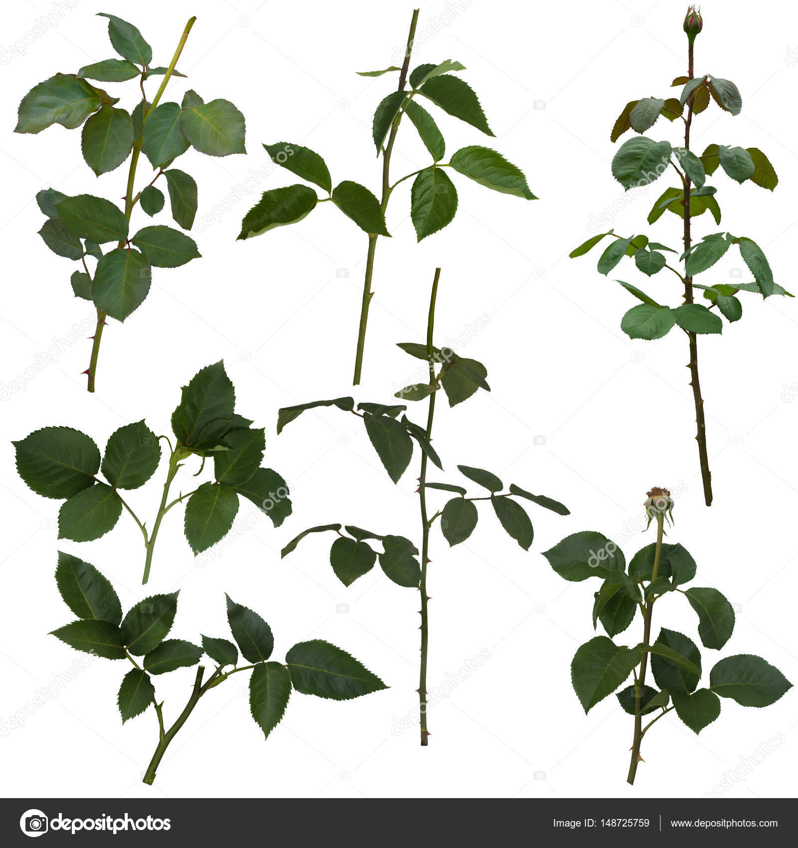 Green rose leaves isolated on white — Stock Photo © Likka #148725759