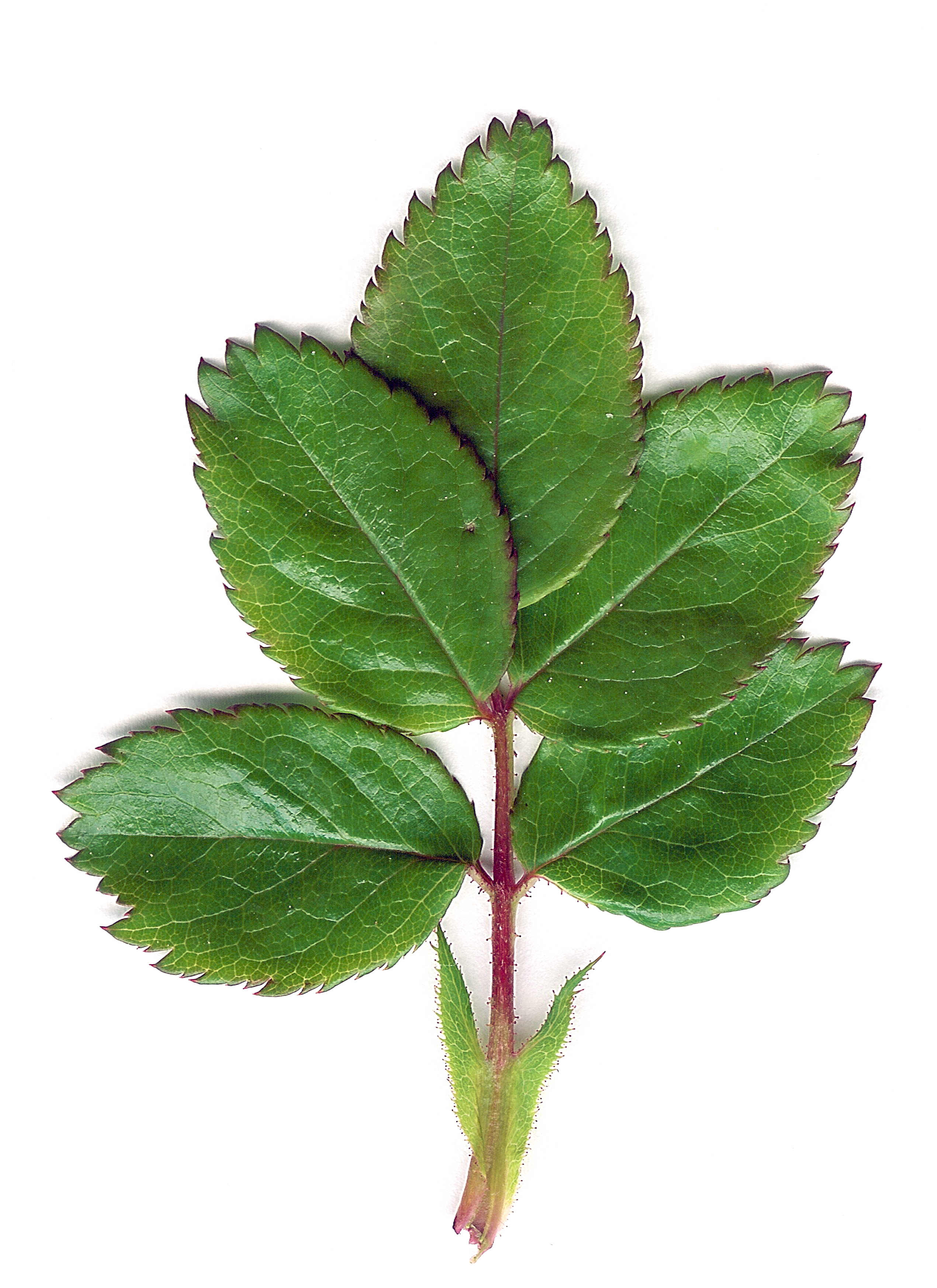 File:Rose Leaf.jpg - Wikimedia Commons