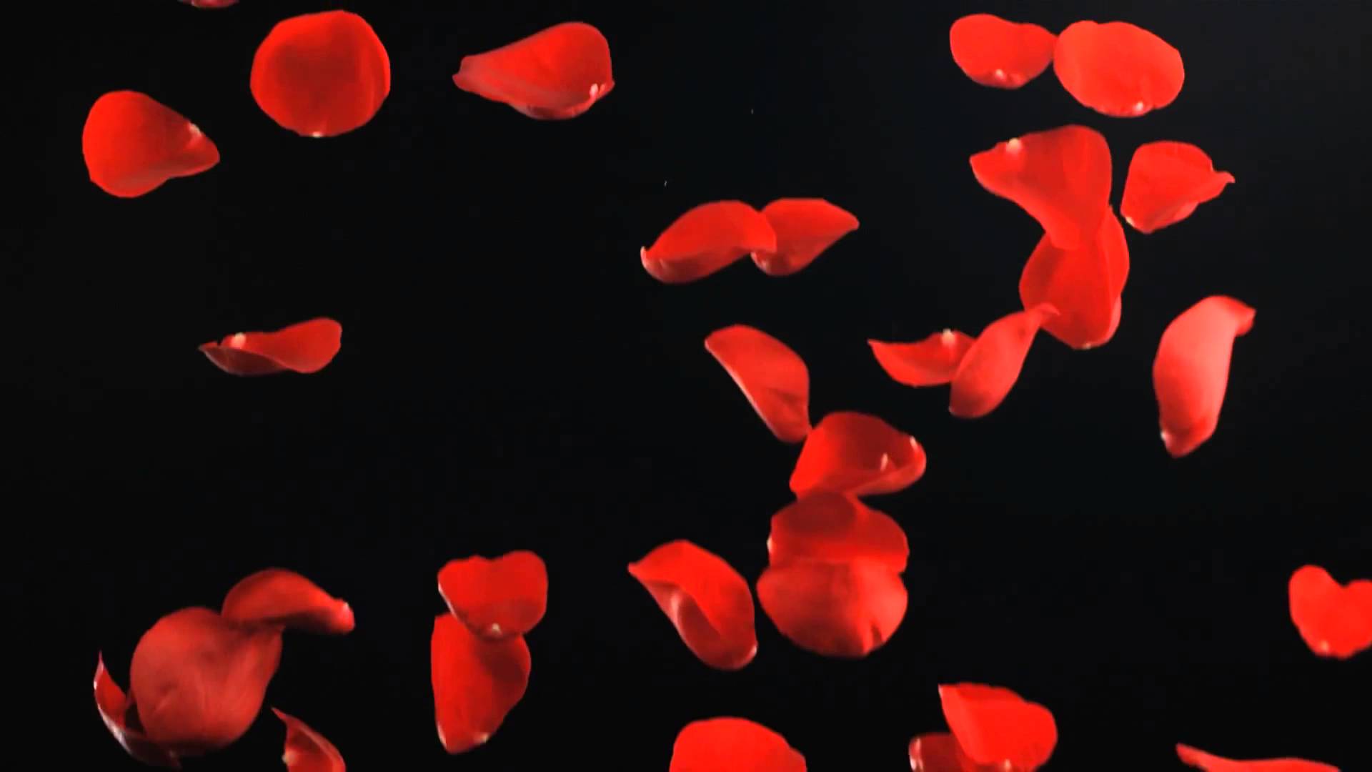 Free Slow Motion Footage Falling Rose Petals - YouTube