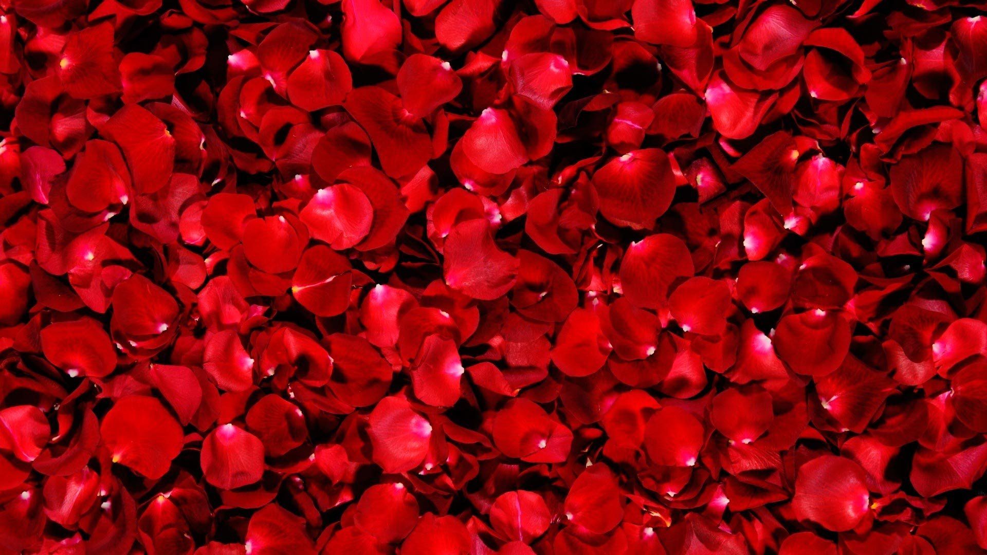 Flowers Rose Petals Wallpapers HD Pictures u2013 One HD Wallpaper ...