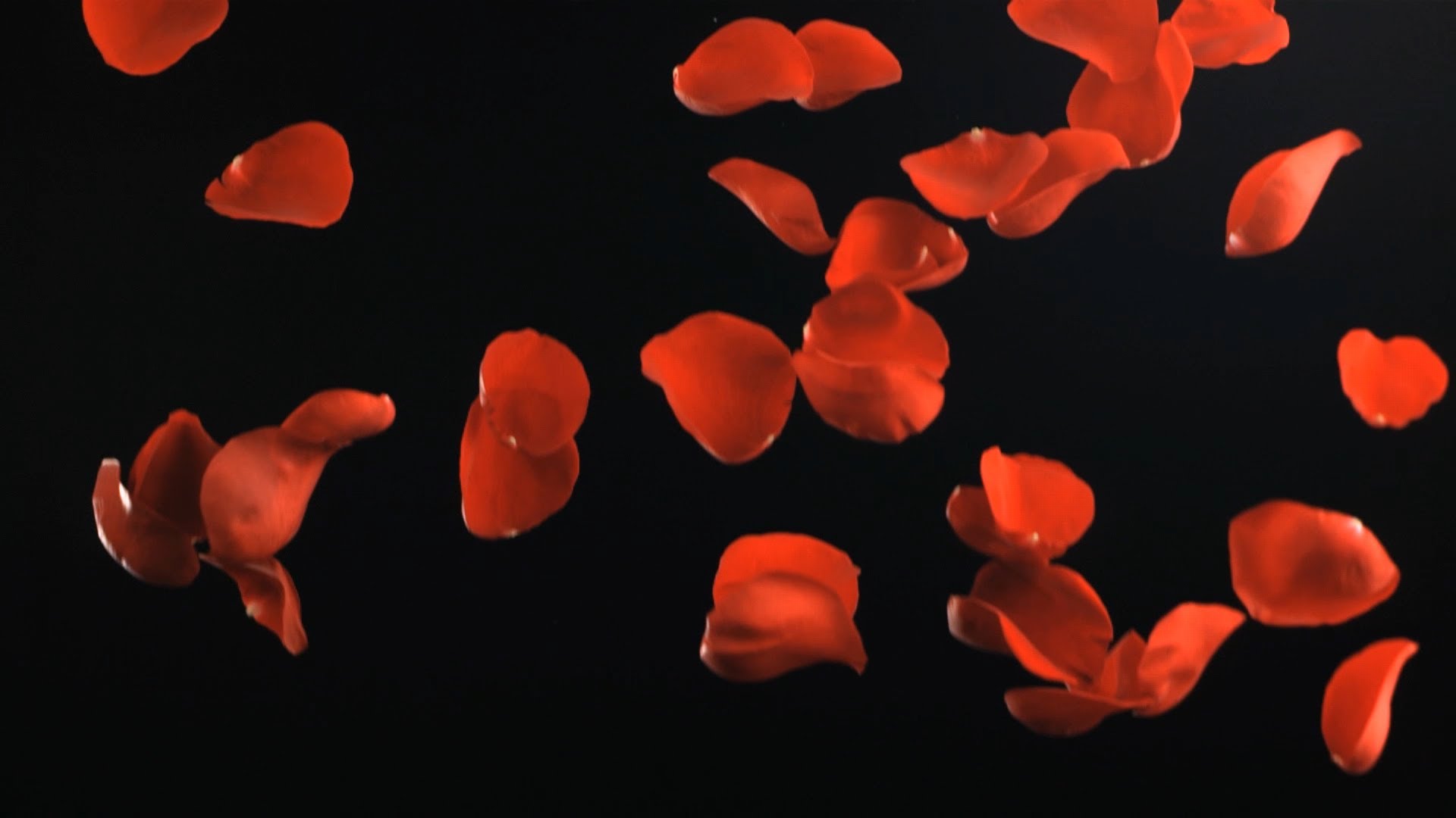 Free Slow Motion Footage: Falling Rose Petals - YouTube