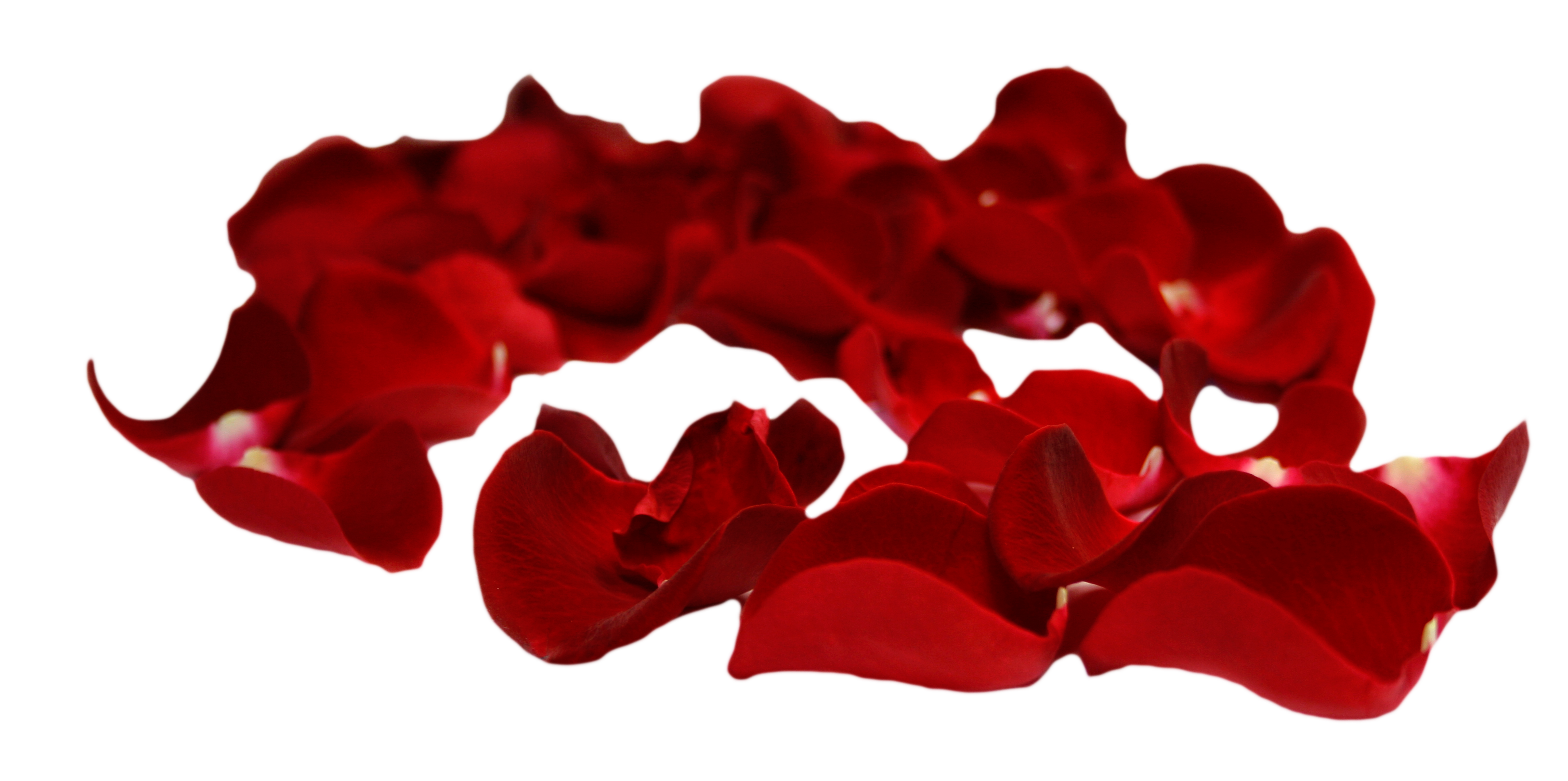 Rose Petals PSD, PNG with Transparent Background