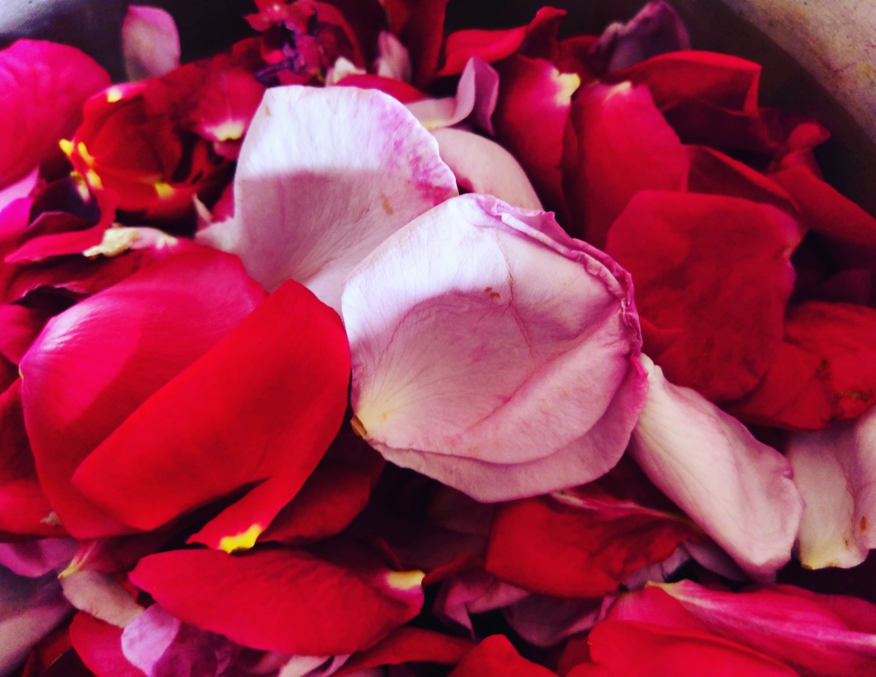 rose petals – huntergathererforager