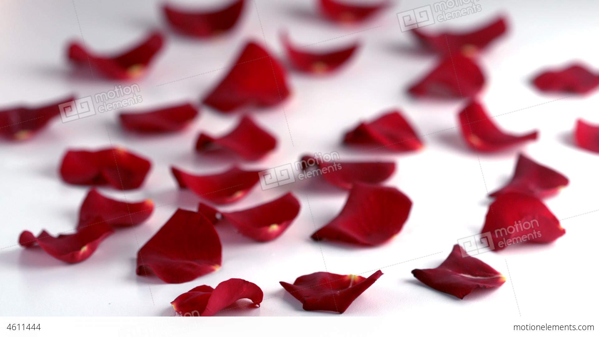 Red Rose Petals Falling Down Stock video footage | 4611444
