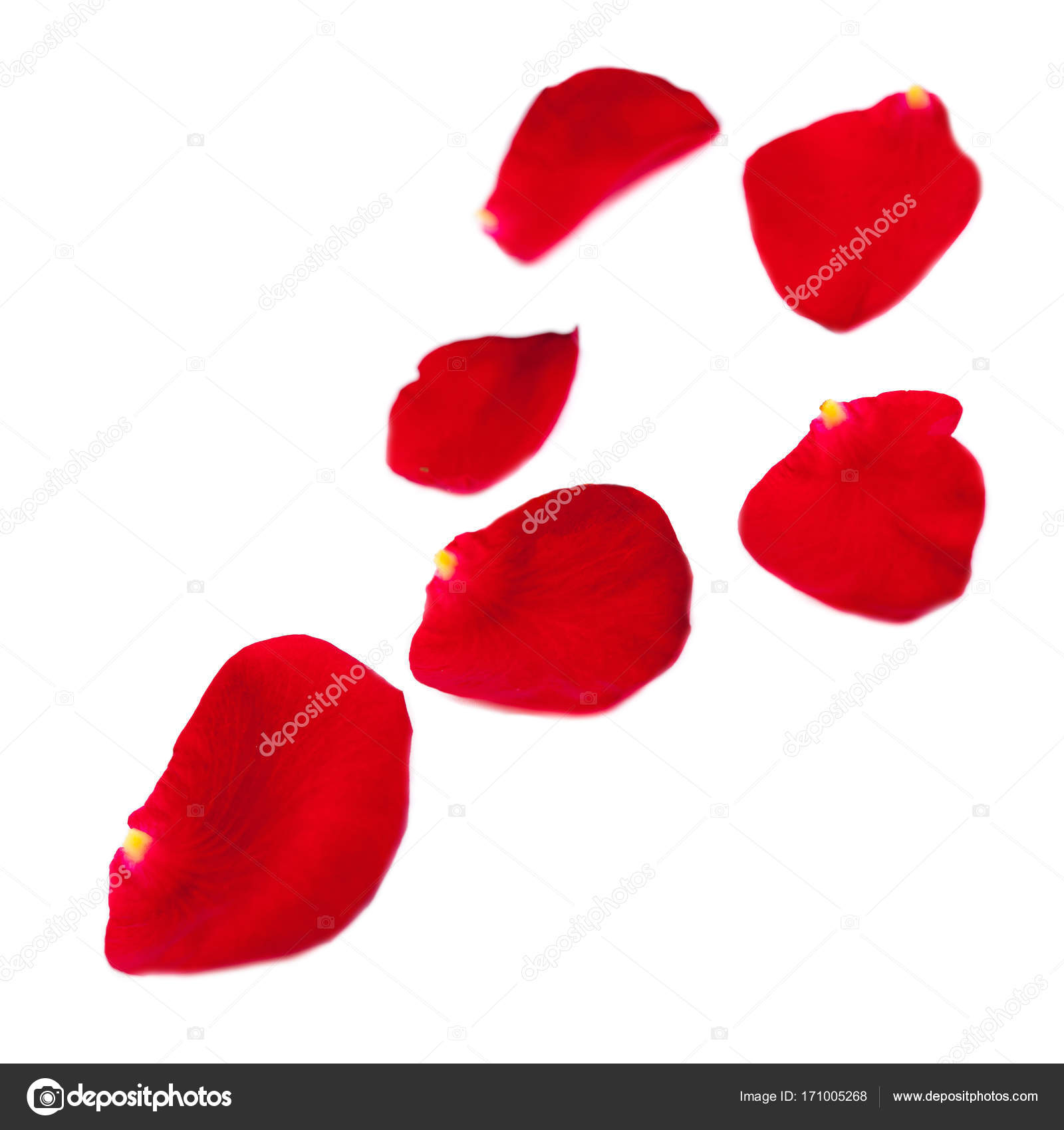 Red Rose petals — Stock Photo © Zakharova #171005268