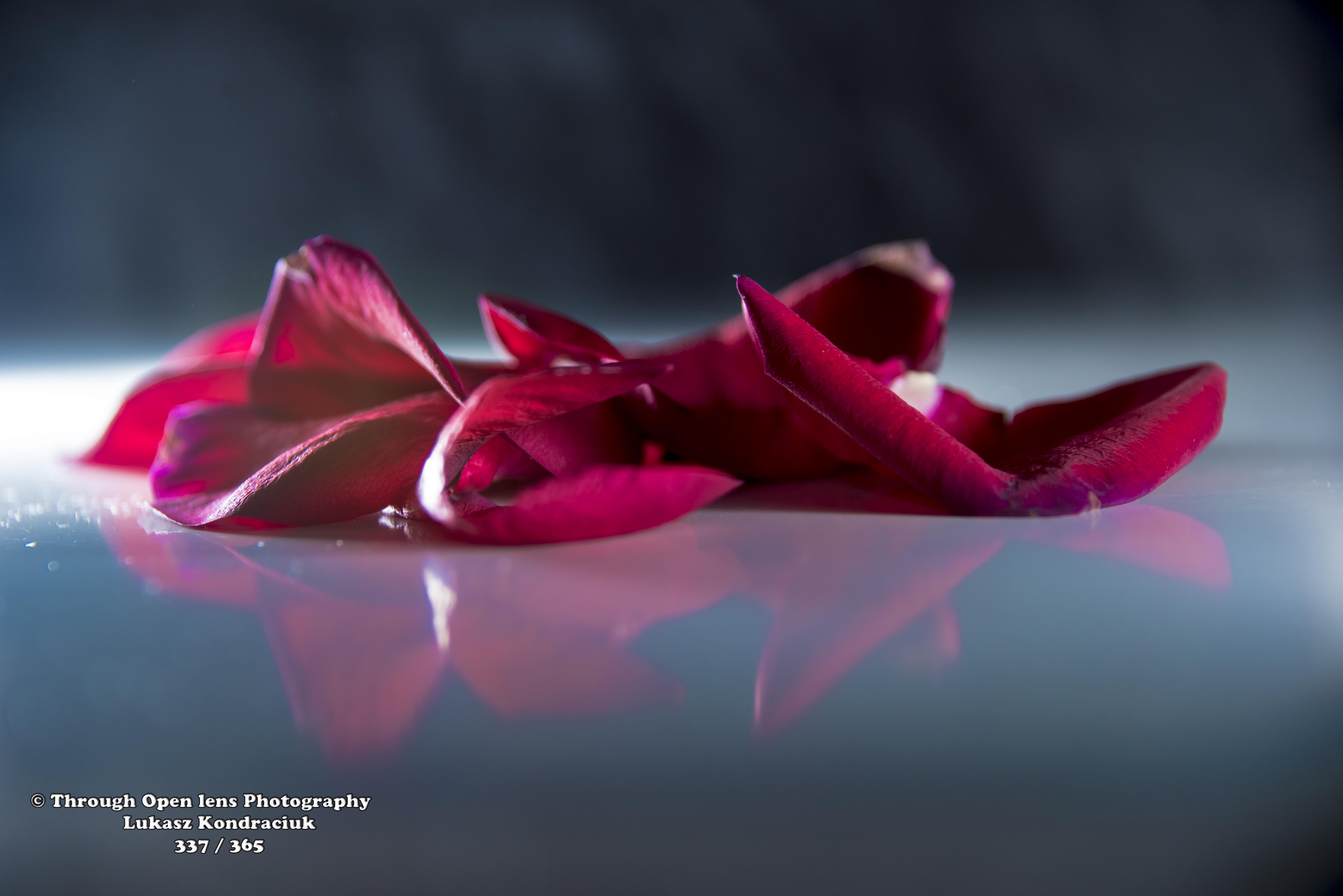 rose petals – Through Open Lens