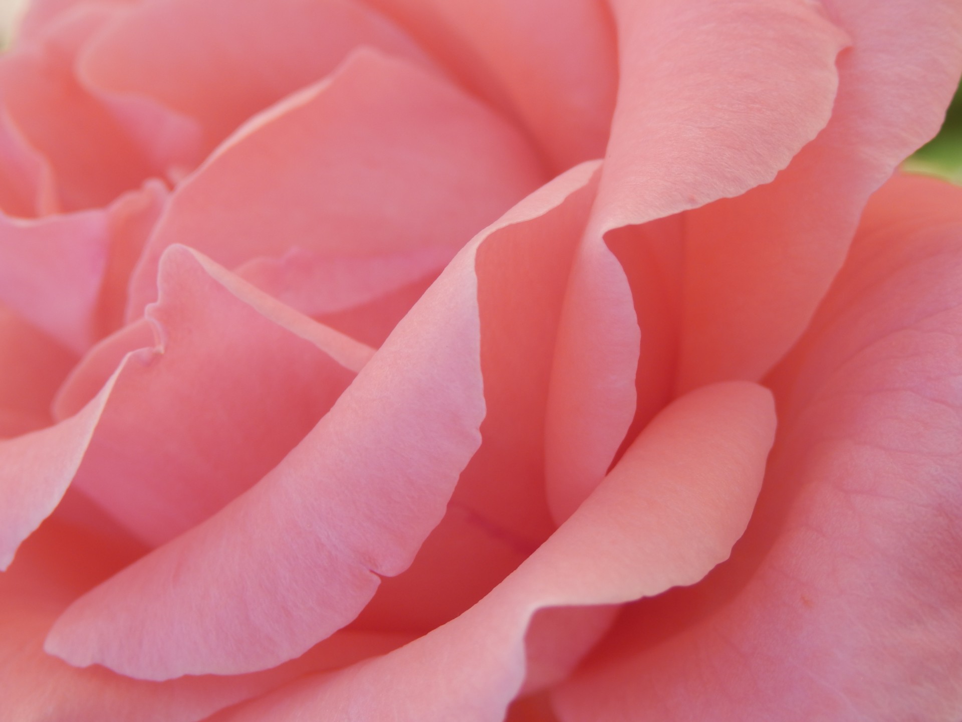 Pink Rose Petals Free Stock Photo - Public Domain Pictures