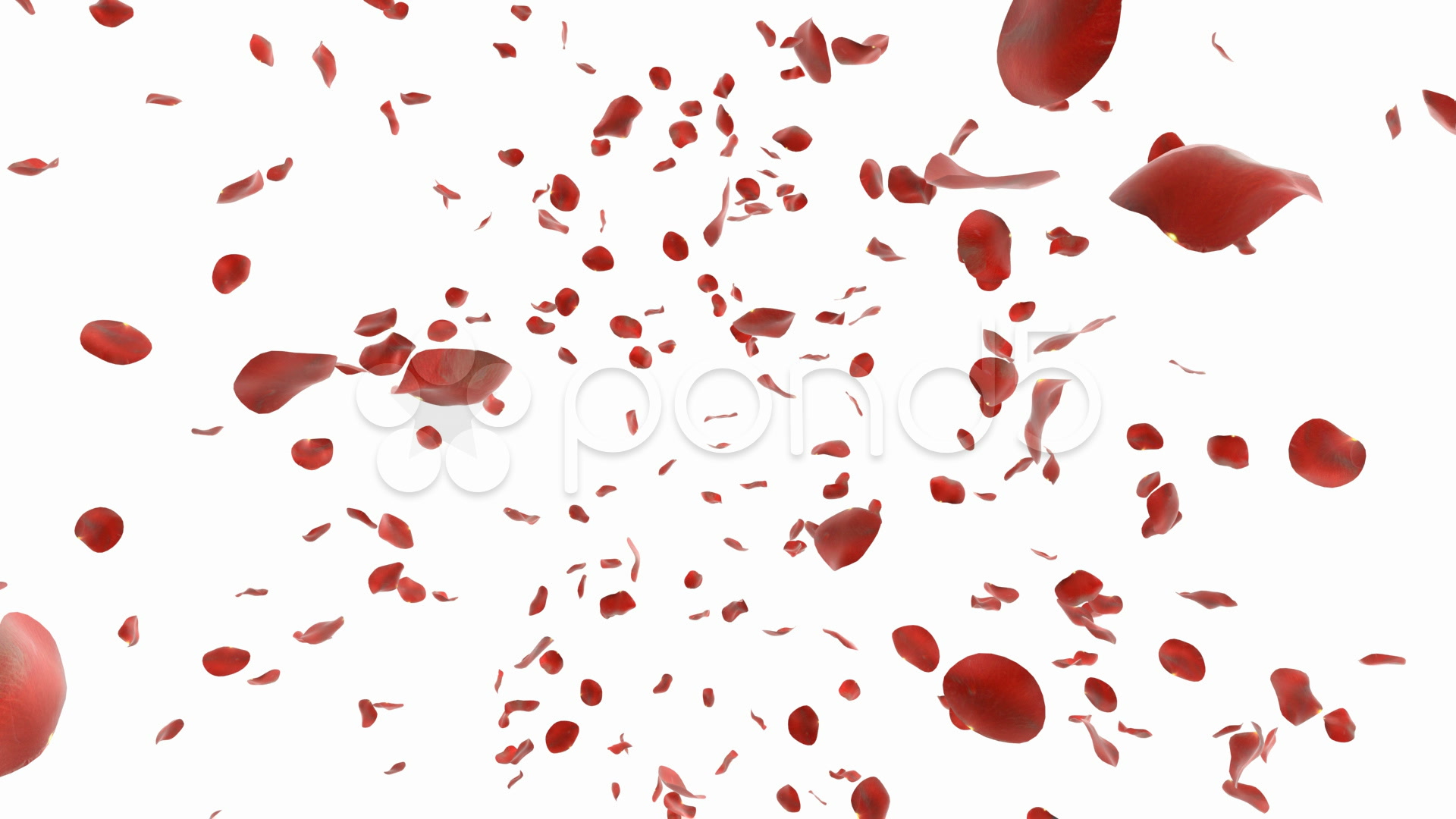 Falling Rose Petals Stock Footage ~ Royalty Free Videos | Pond5