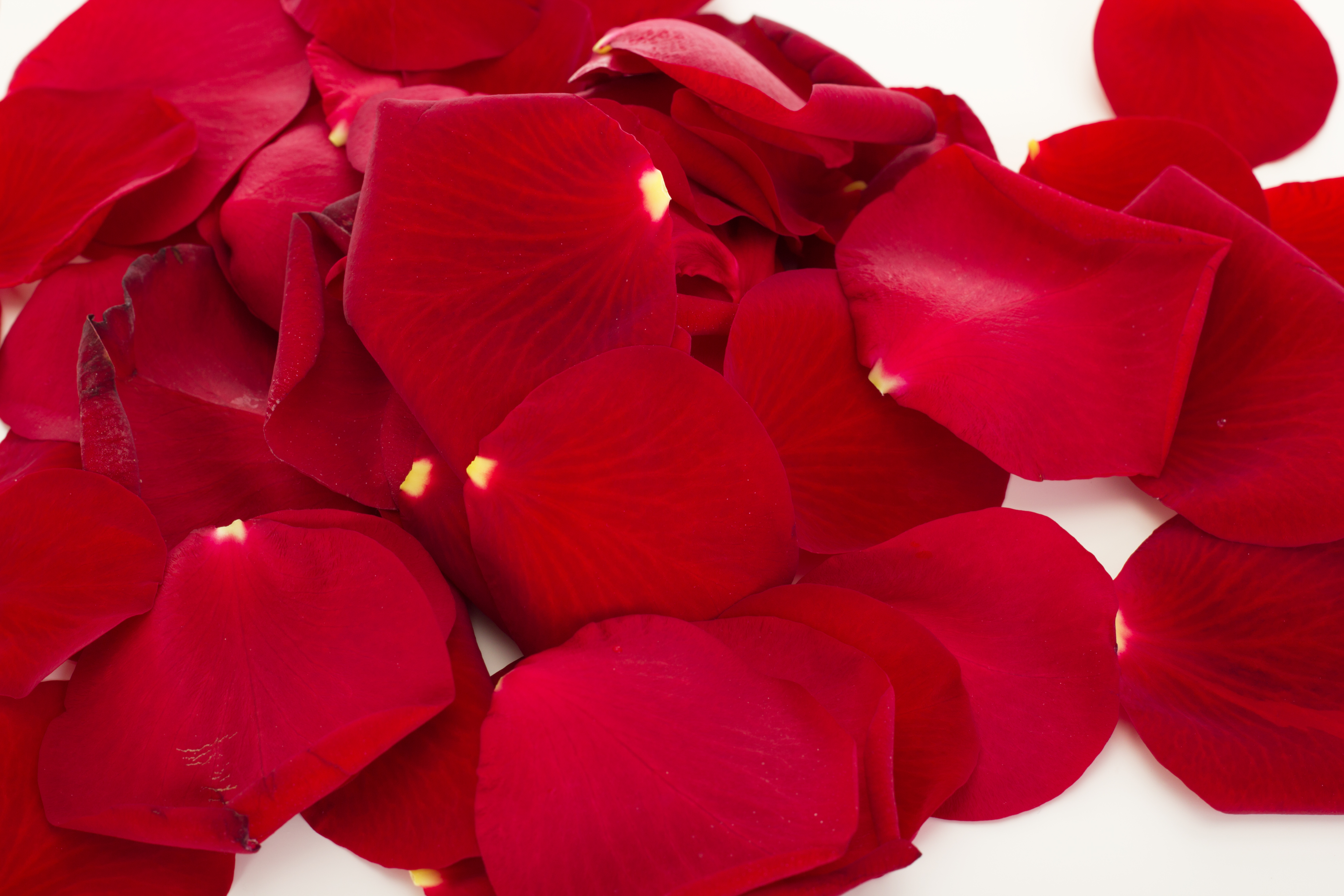 Bag of Rose Petals | Westridge Florist Toowoomba