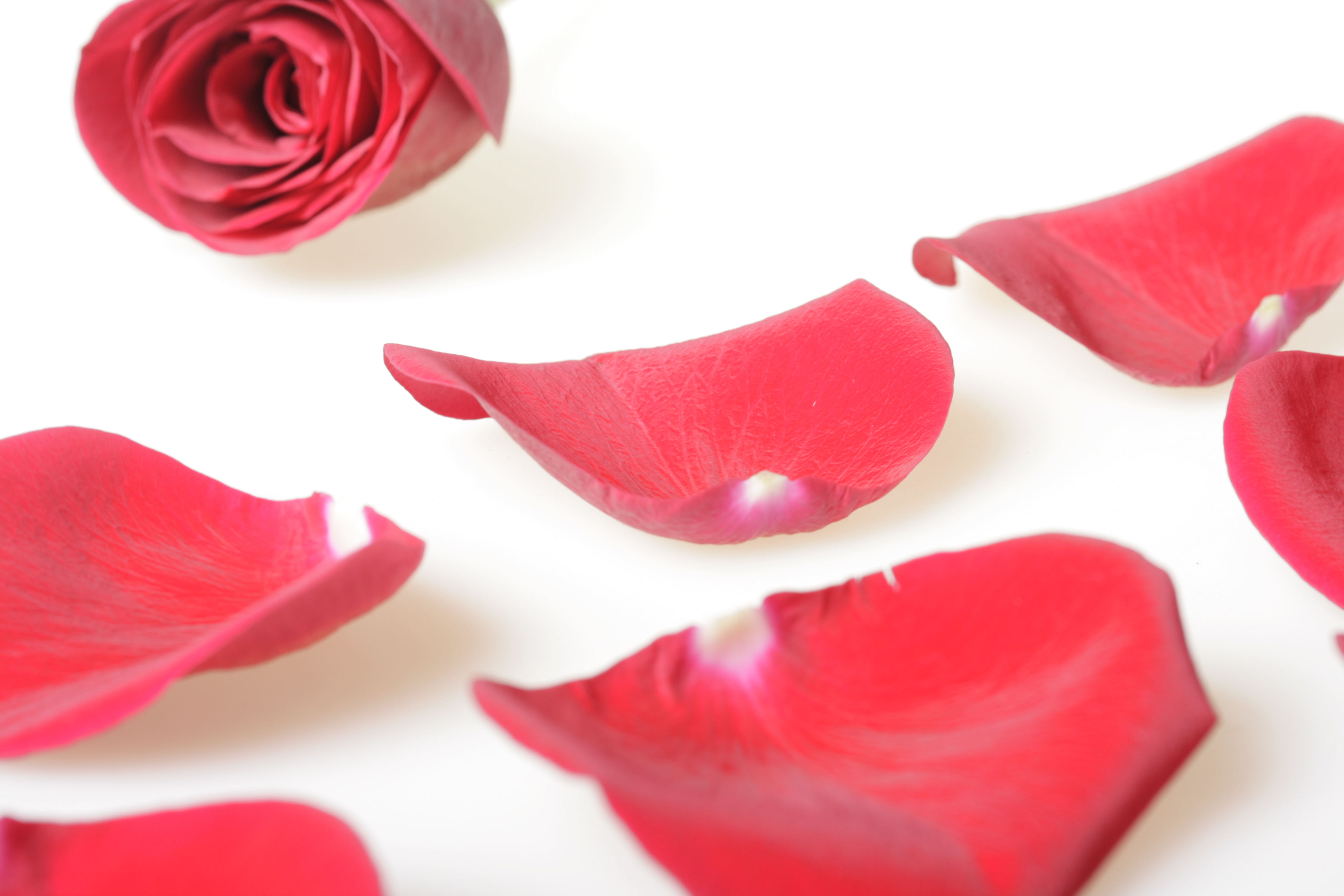 Rose petals photo