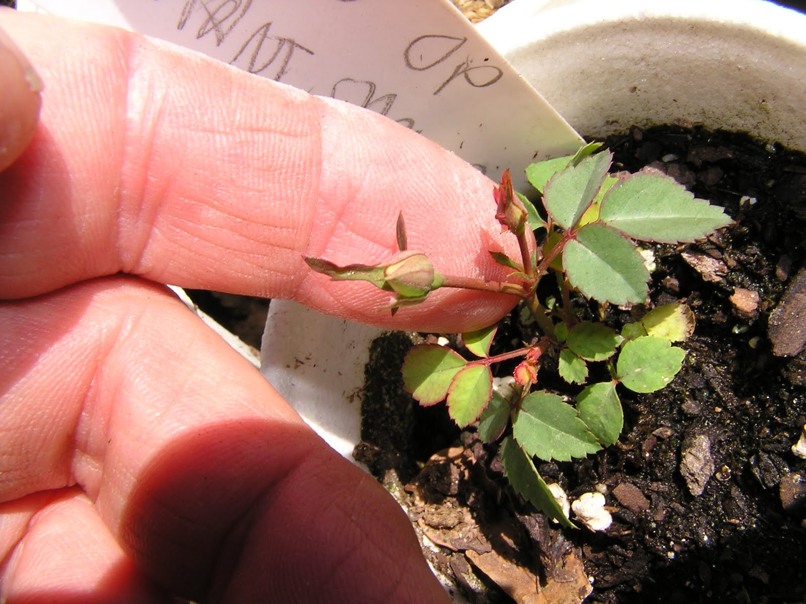 HOW TO GROW ROSES FROM SEED |The Garden of Eaden