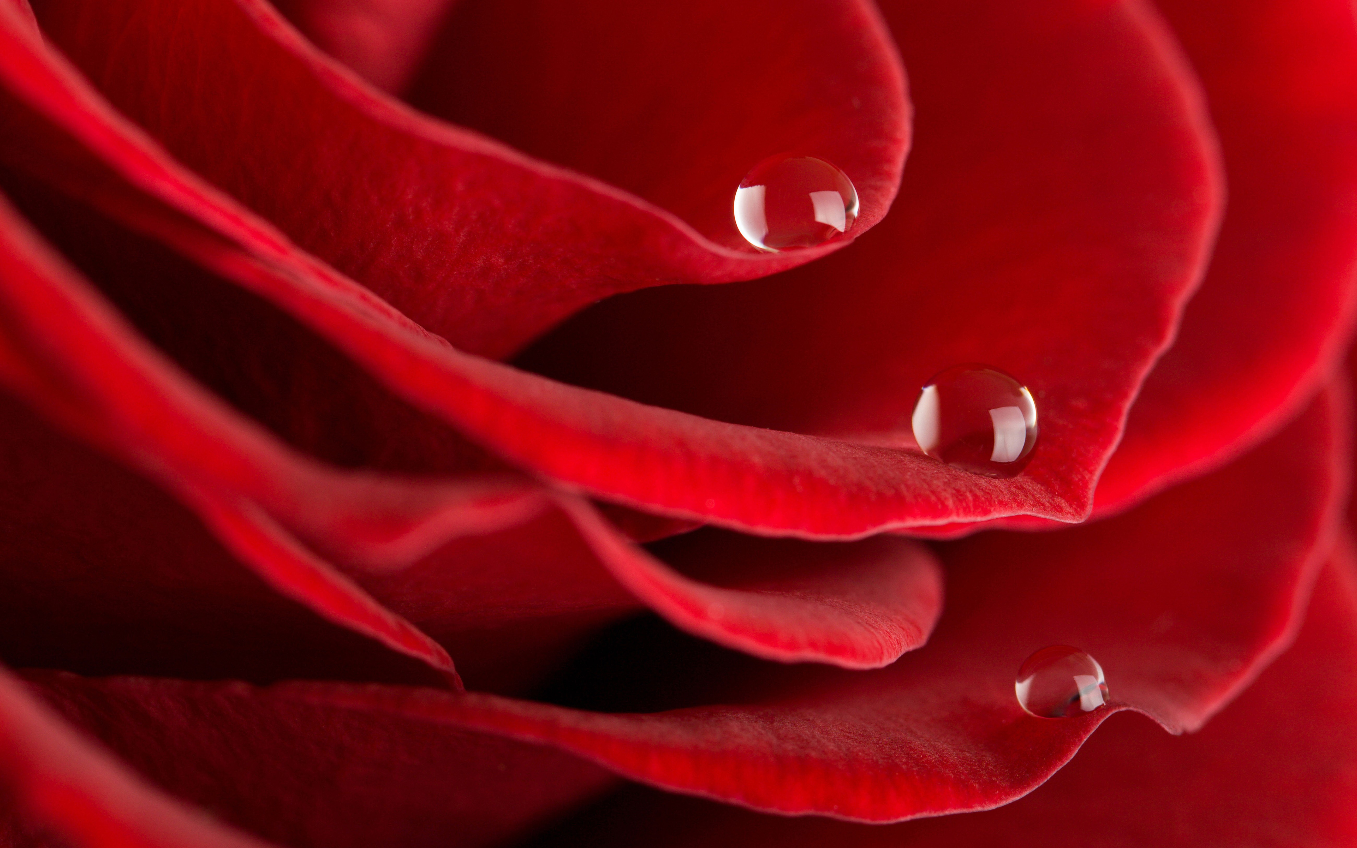 Flowers: Red Rose Flowers Droplets Roses Nature Flower Beauty ...
