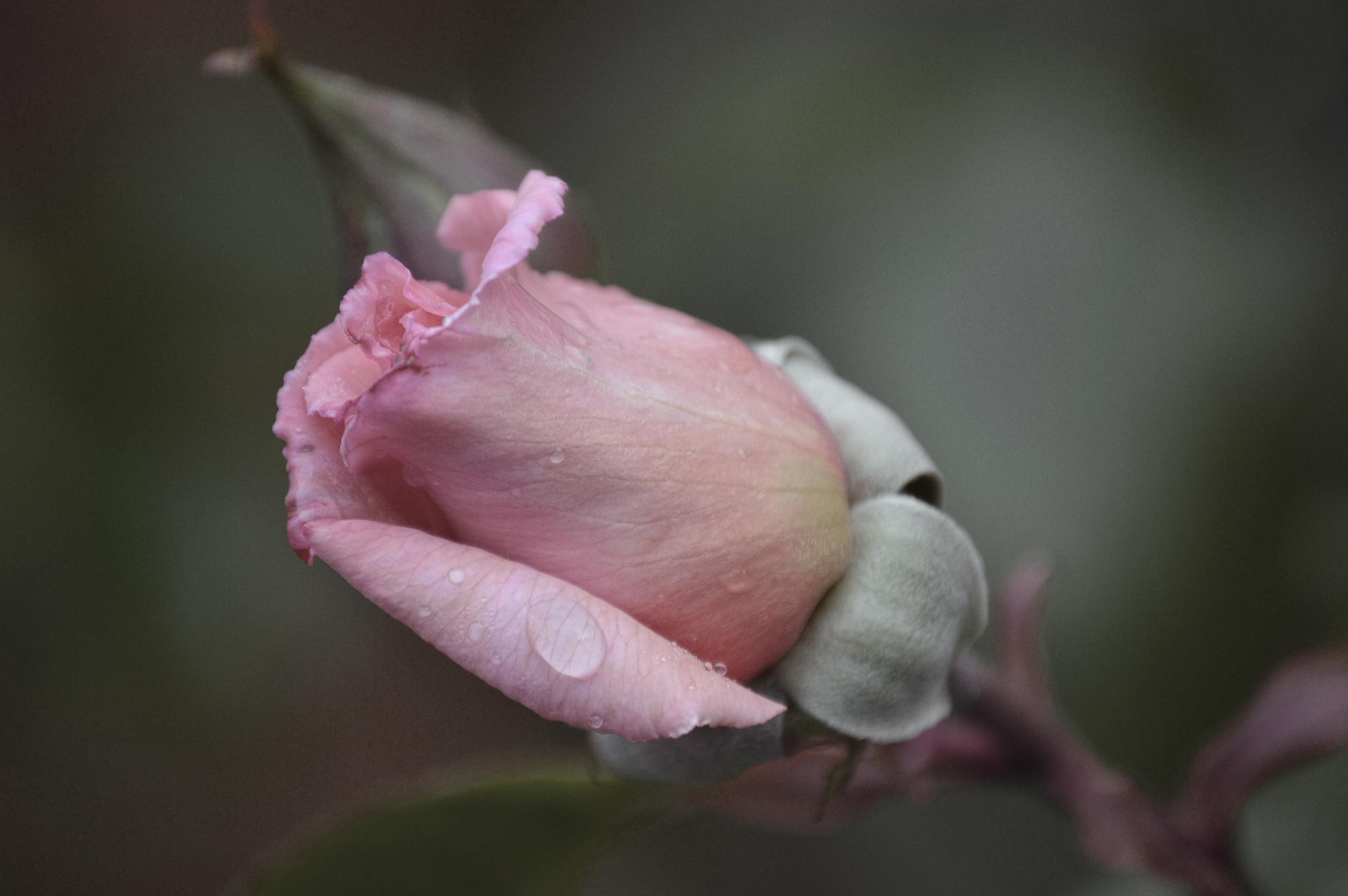 Flowers Pink Tear Flower Tears Rose 3d Wallpaper Free Download ...