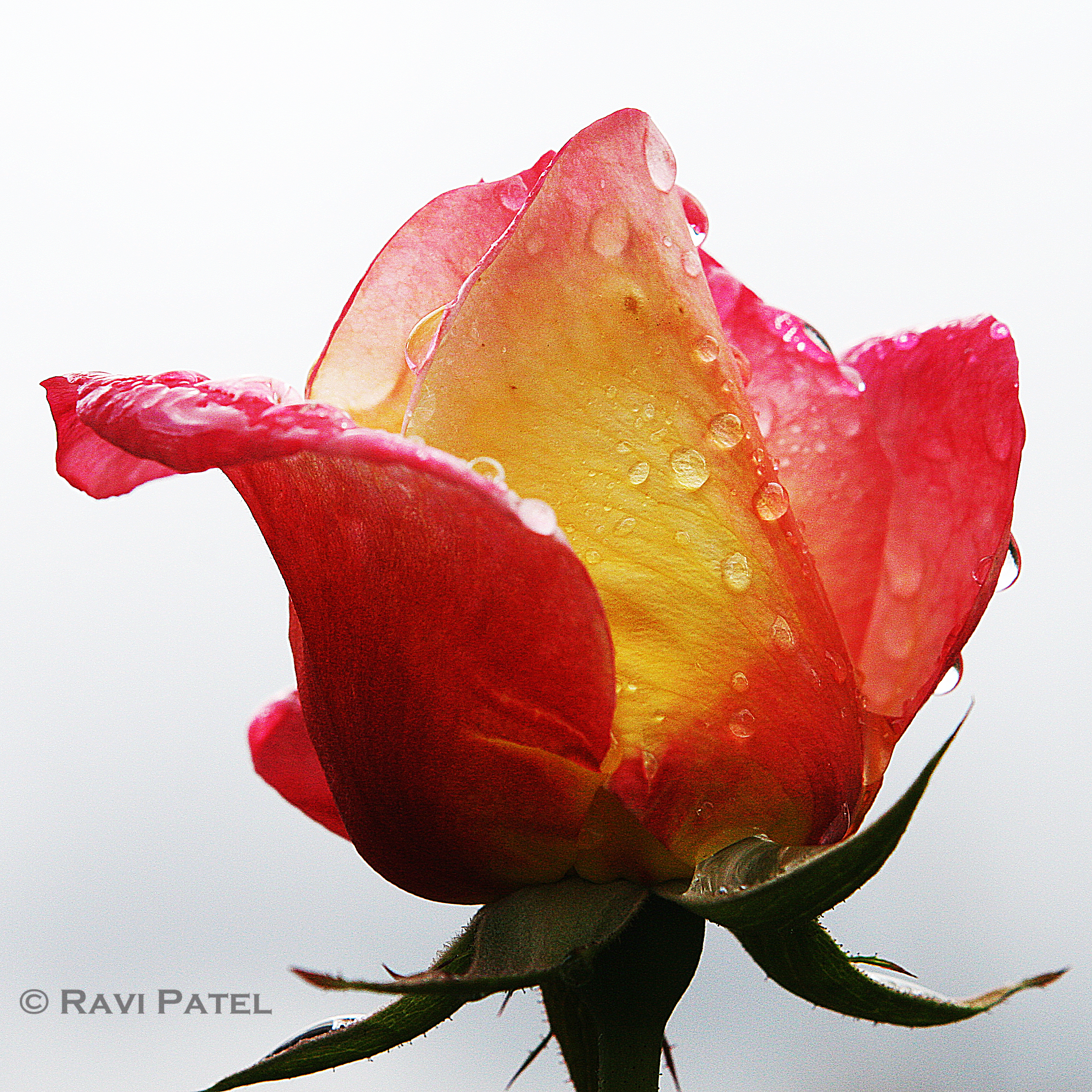 A Rose Adorned with Tears | Photos by Ravi
