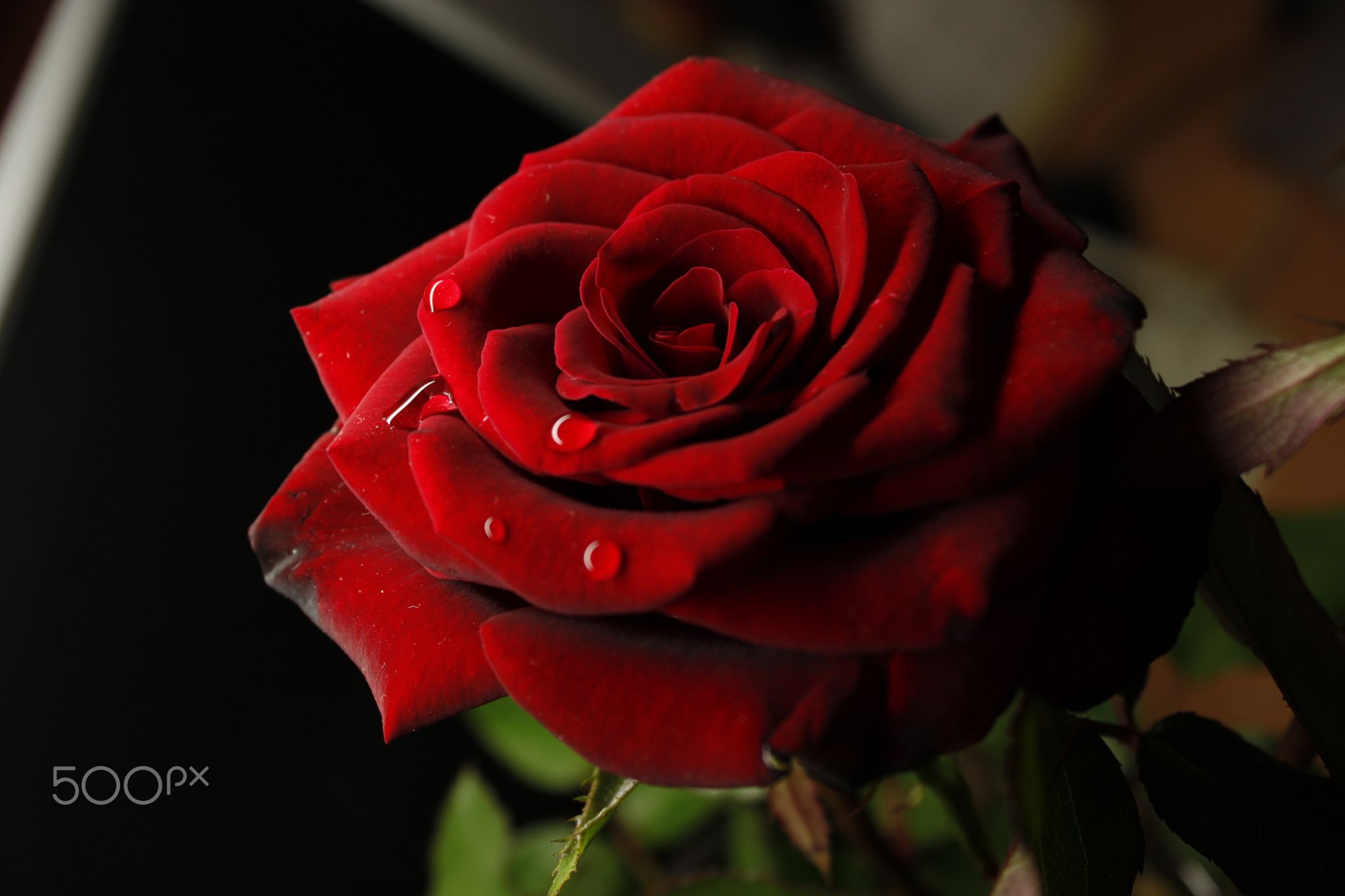 Tears of rose - null | roses | Pinterest | Rose, Beautiful flowers ...