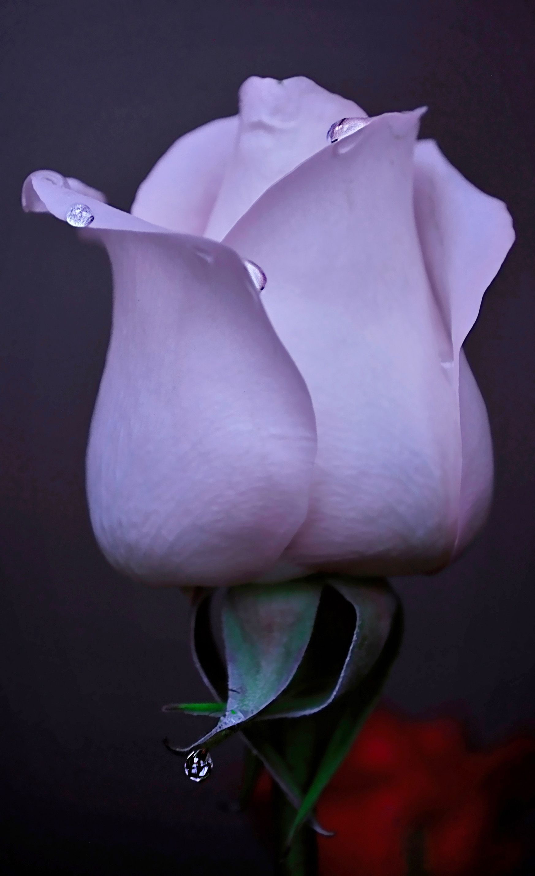 Rose Tears: Macro flower photography Dew drop light pink rose Click ...