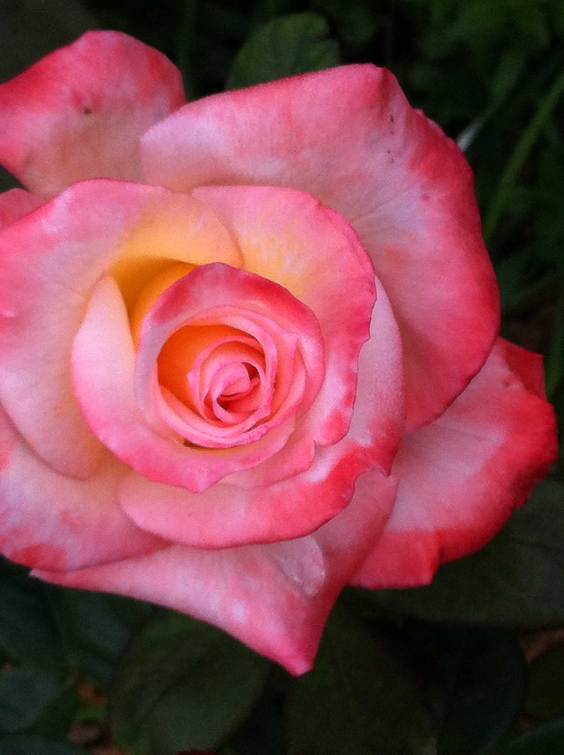 Rose tears | Nikki's Flowers :) | Pinterest | Flowers