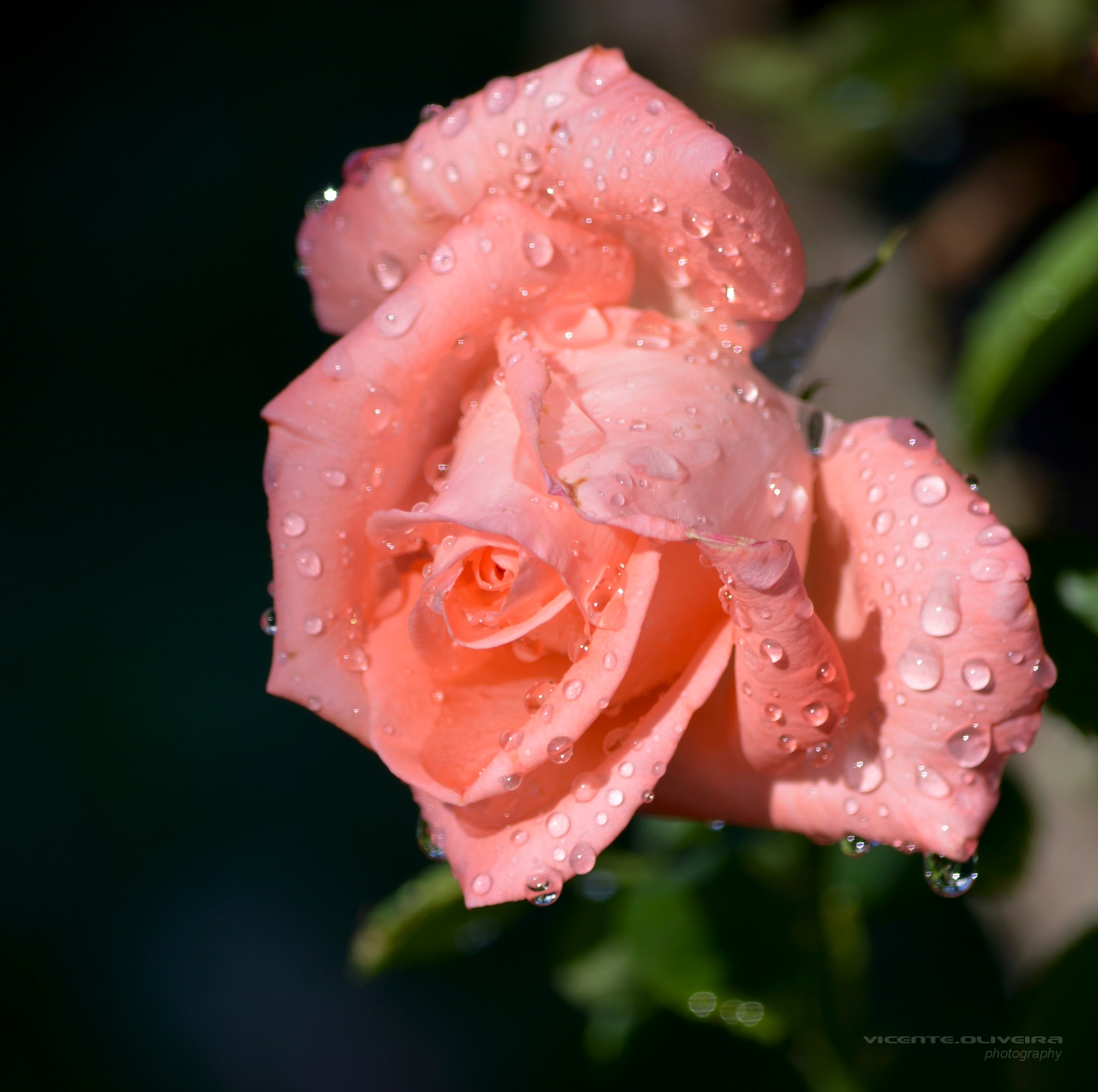 Flowers: Rose Tears Oliveira Pink Macro Flower Picture Gallery for ...