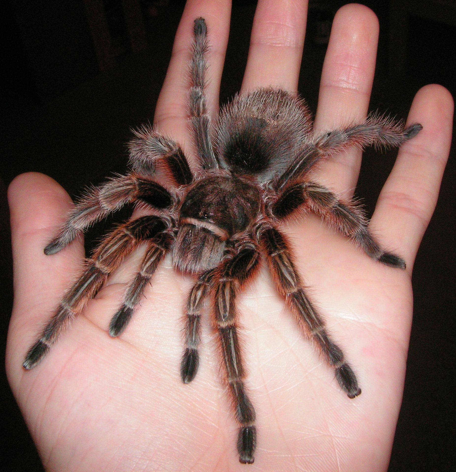 Rose Hair Tarantuala from Chile. I held one a few days ago and loved ...