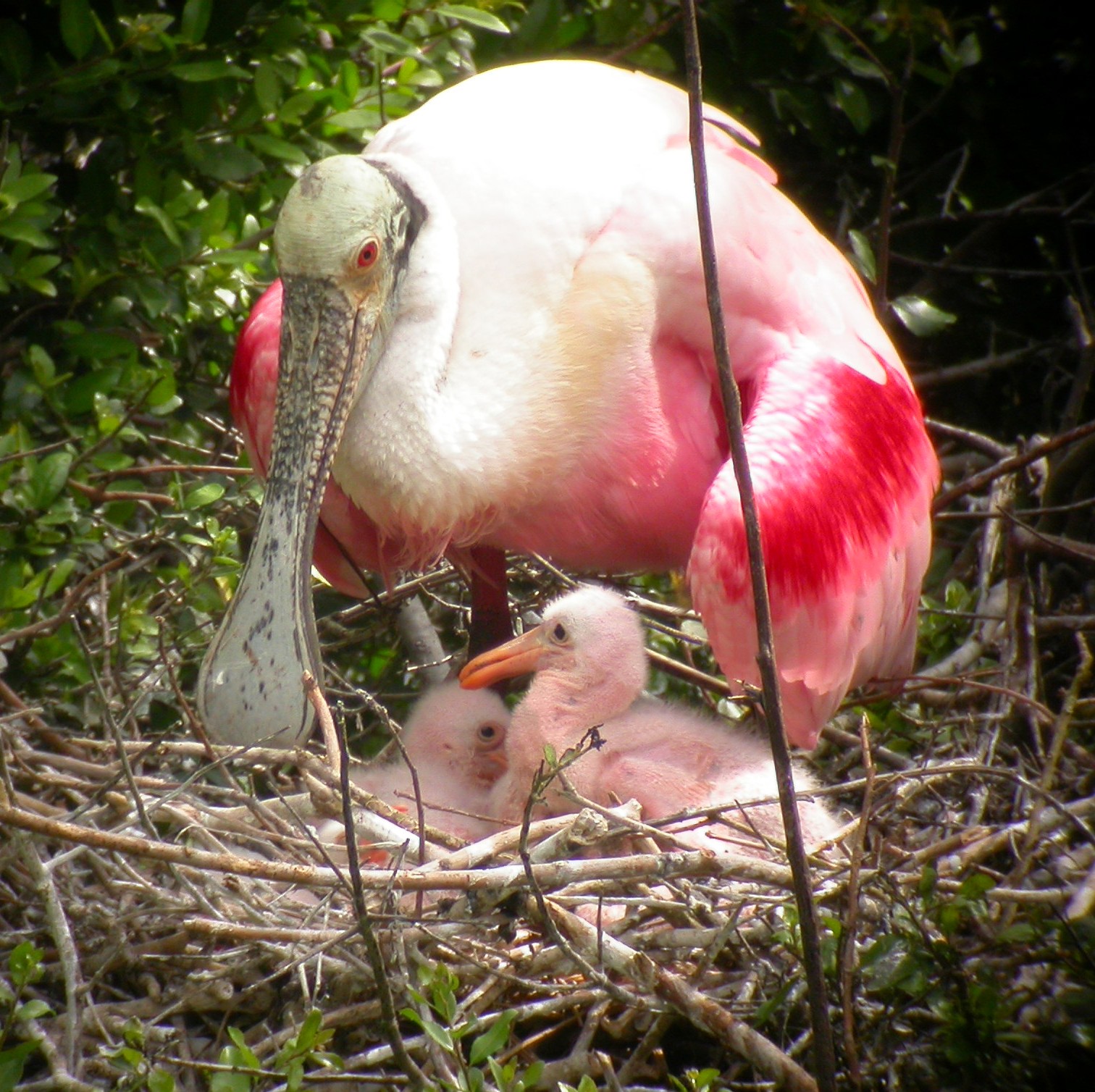 Roseate Spoonbill | The Whisker Chronicles