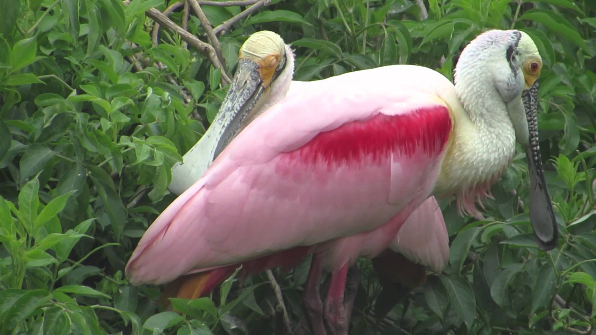 Funny sound of Roseate Spoonbill - YouTube