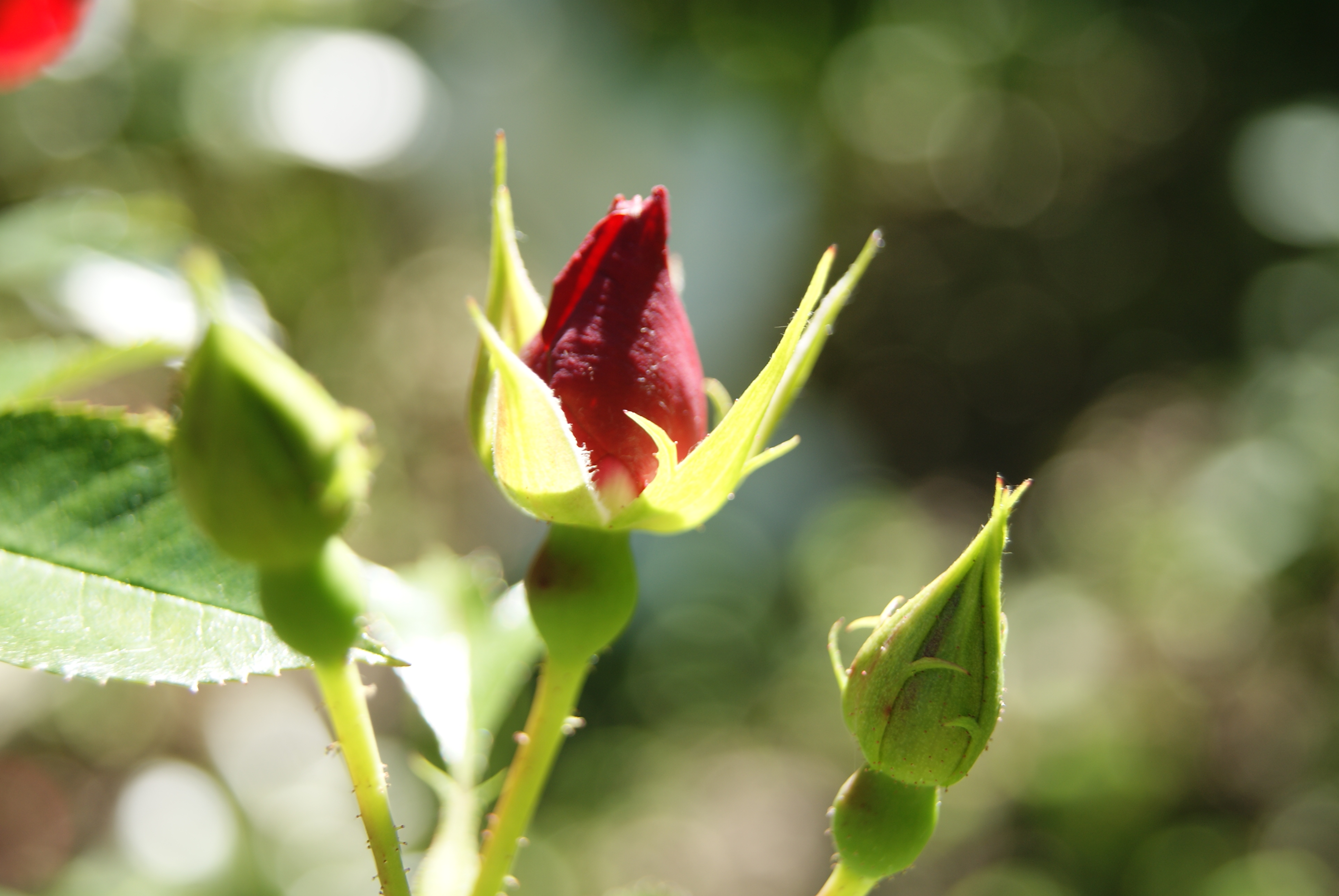 Rosebud Macro, Abstract, Natural, Plant, Petal, HQ Photo