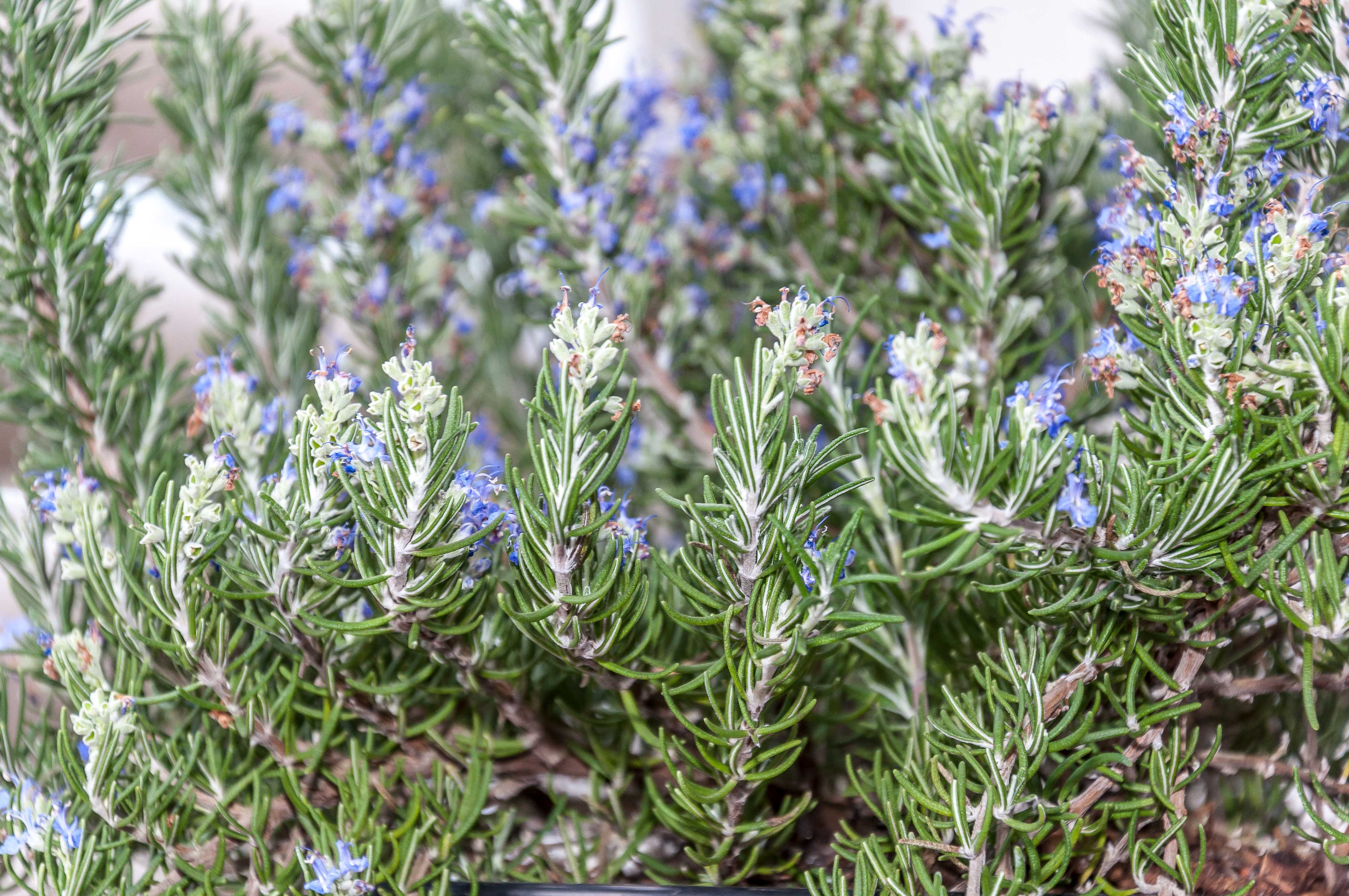 Rosemary: The Herb of Remembrance -