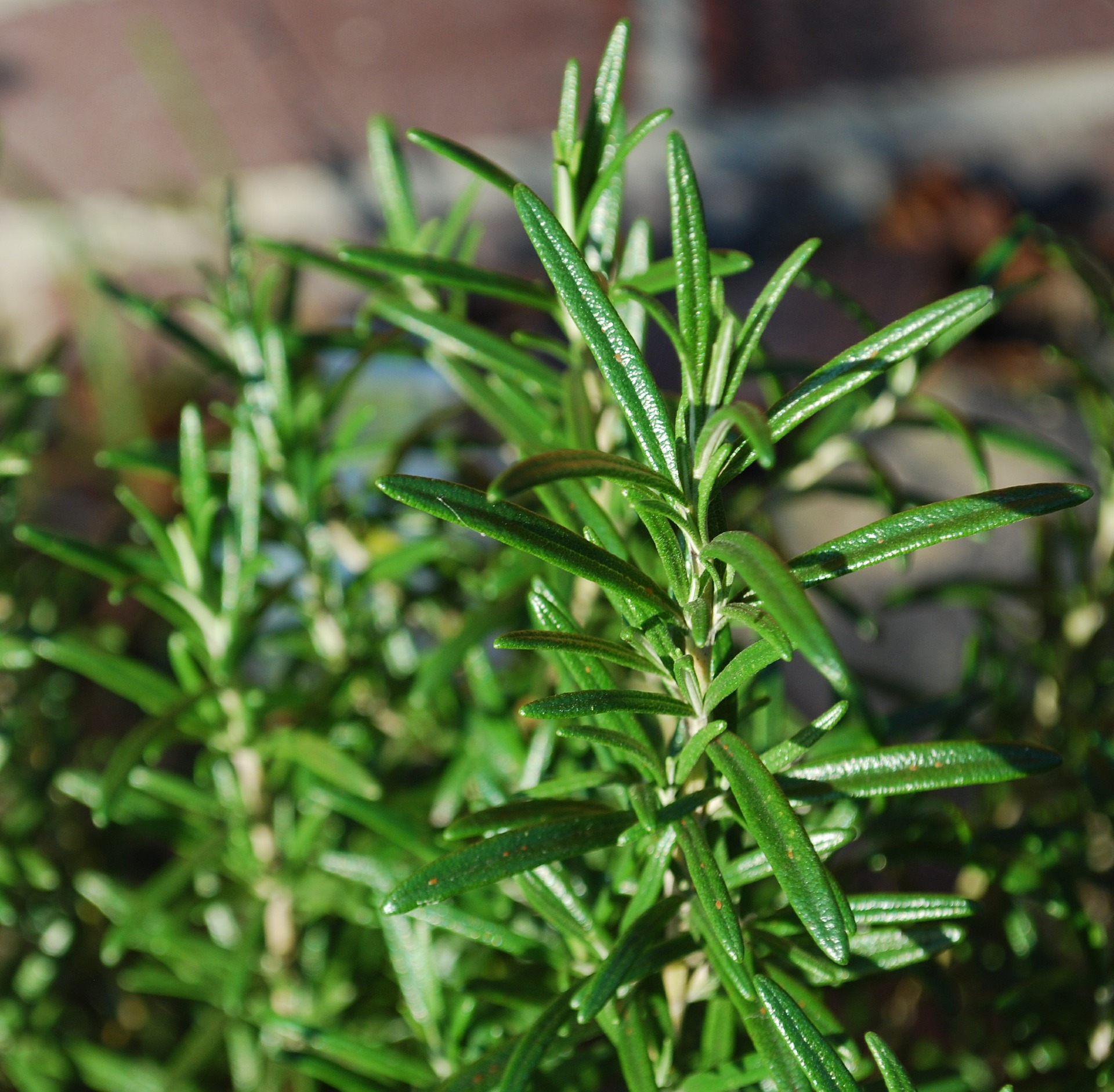 Rosemary: Planting, Growing, and Harvesting Rosemary Plants | The ...