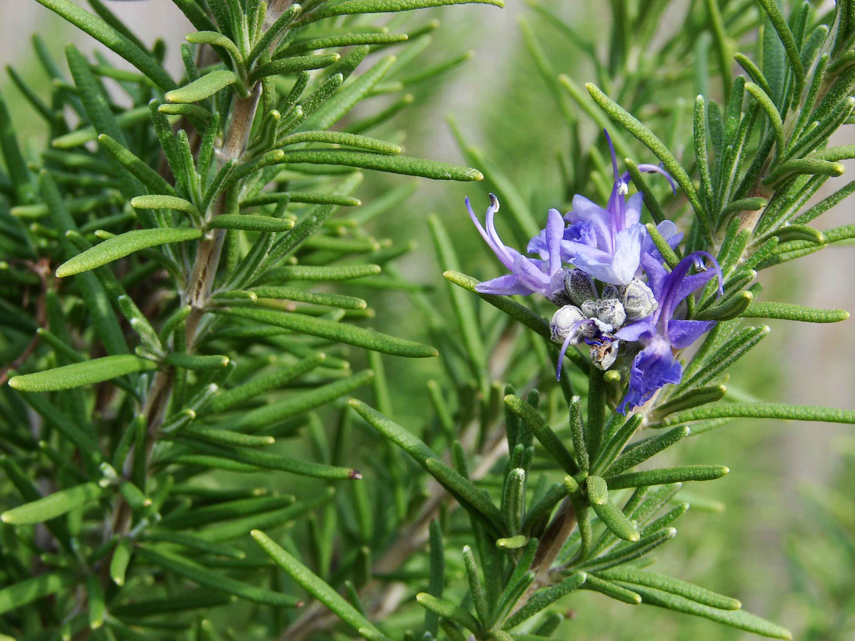 How rosemary essential oil can improve memory by 75 percent ...