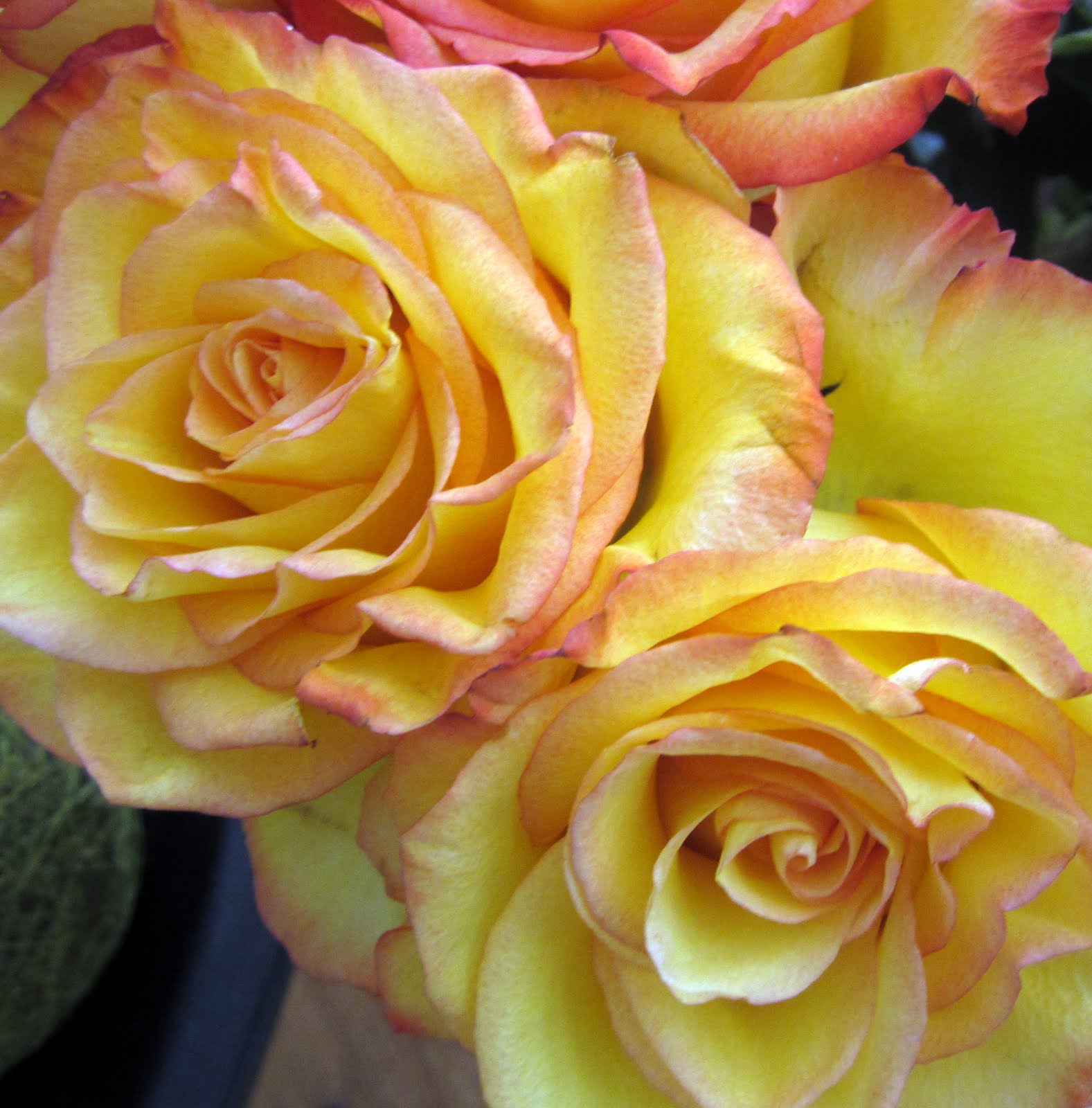 Serendipity: Roses Make Me Happy...