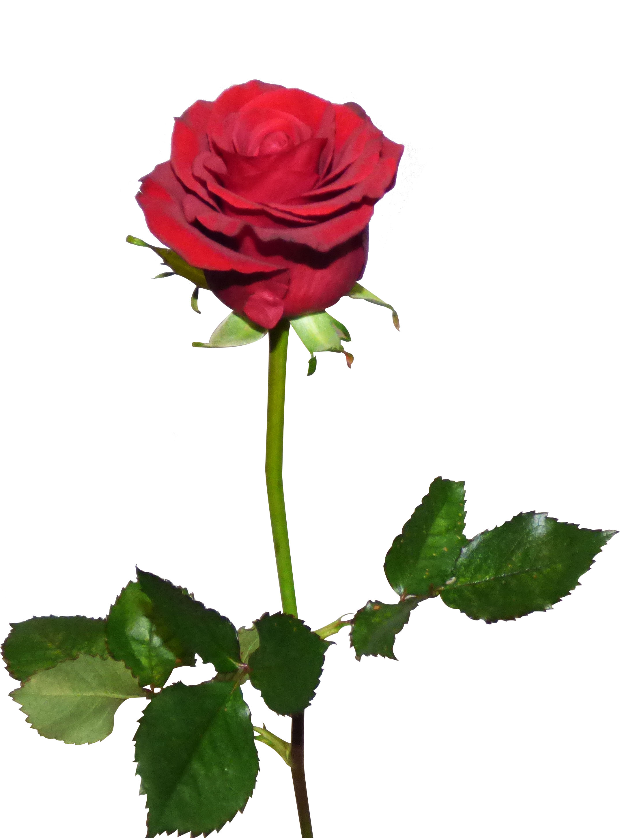 Free Roses Flower, Fresh, Freshness - Free Download - Jooinn