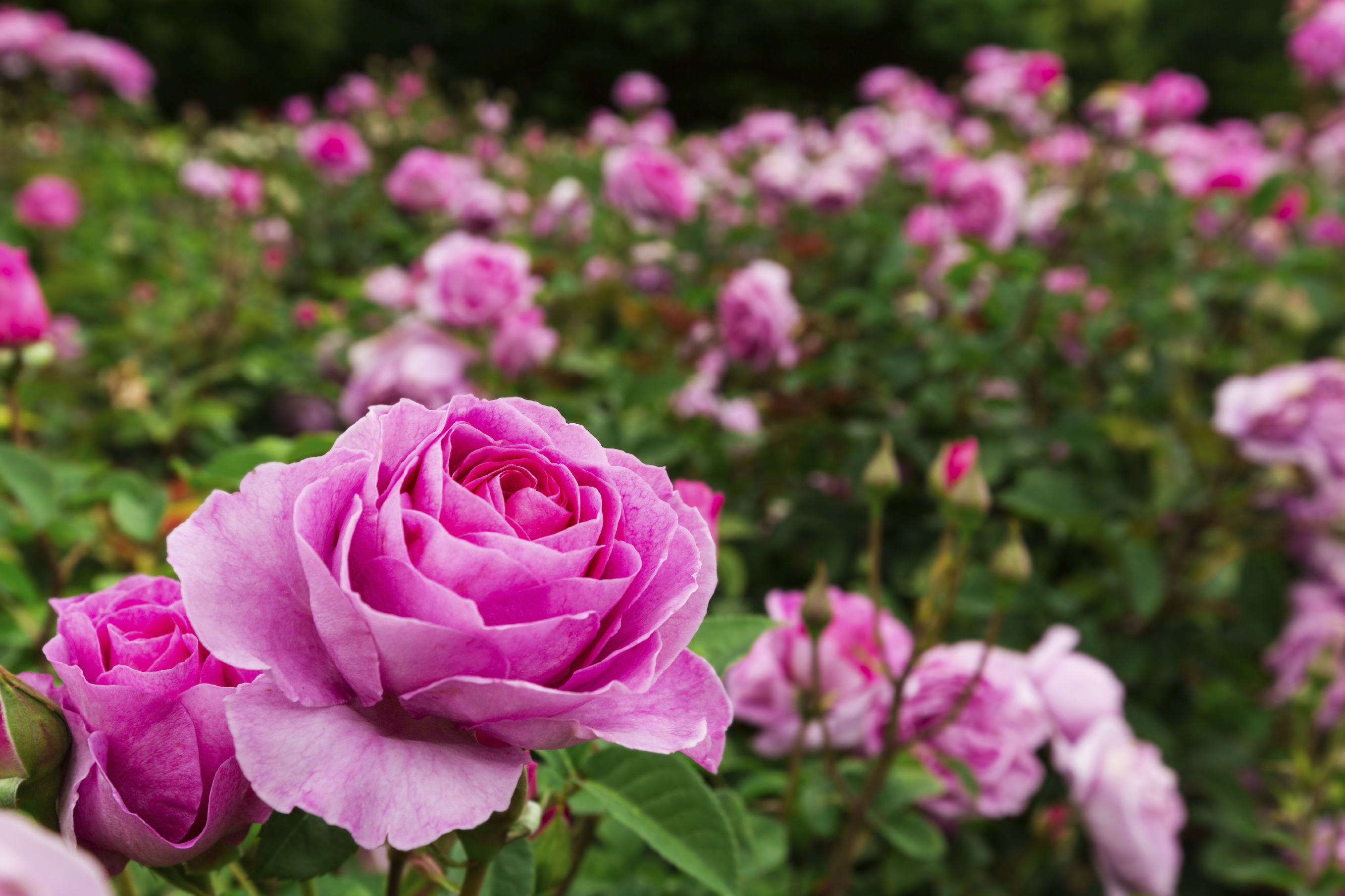 The Best Tips For Growing Roses Successfully - Ameroses