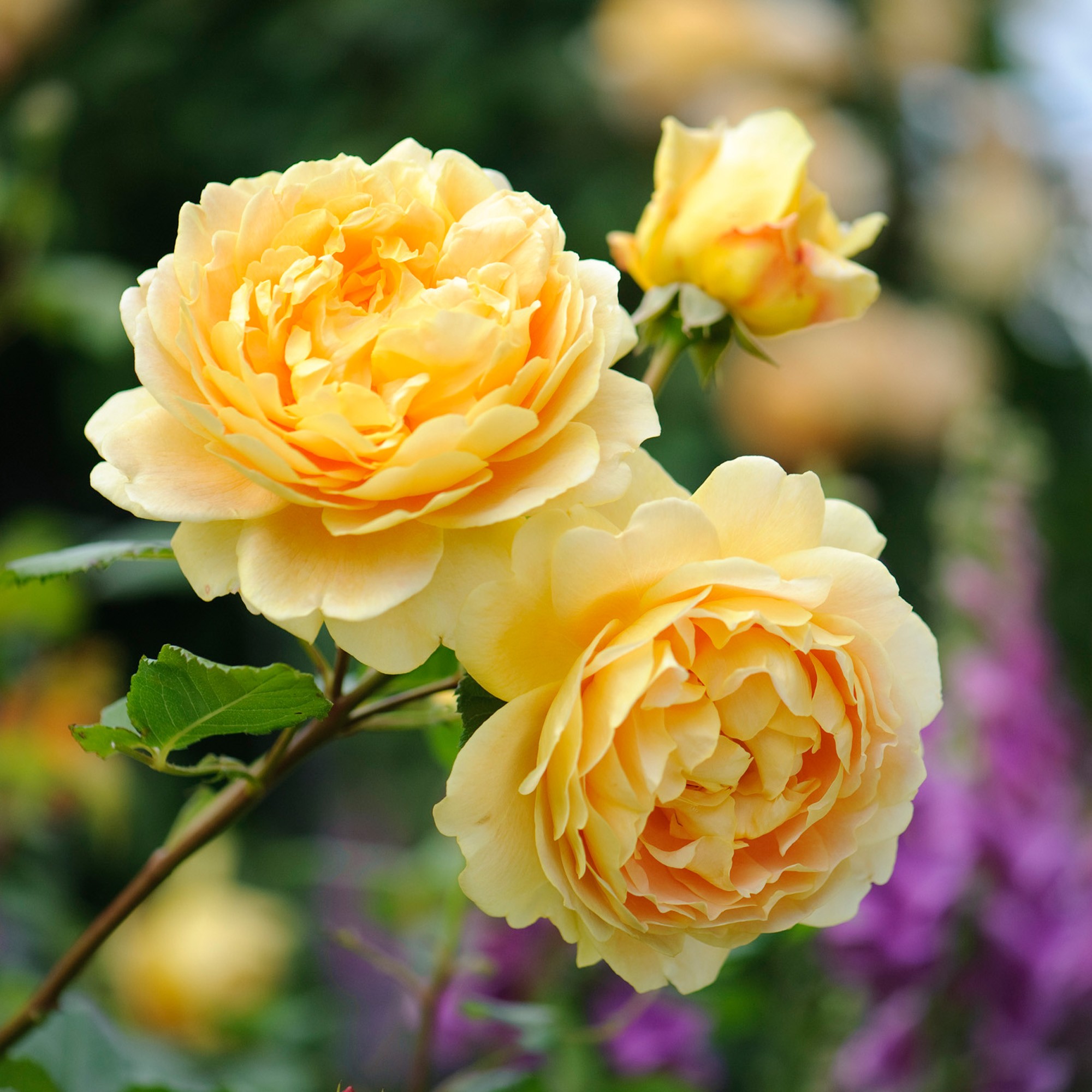 Yellow roses photo