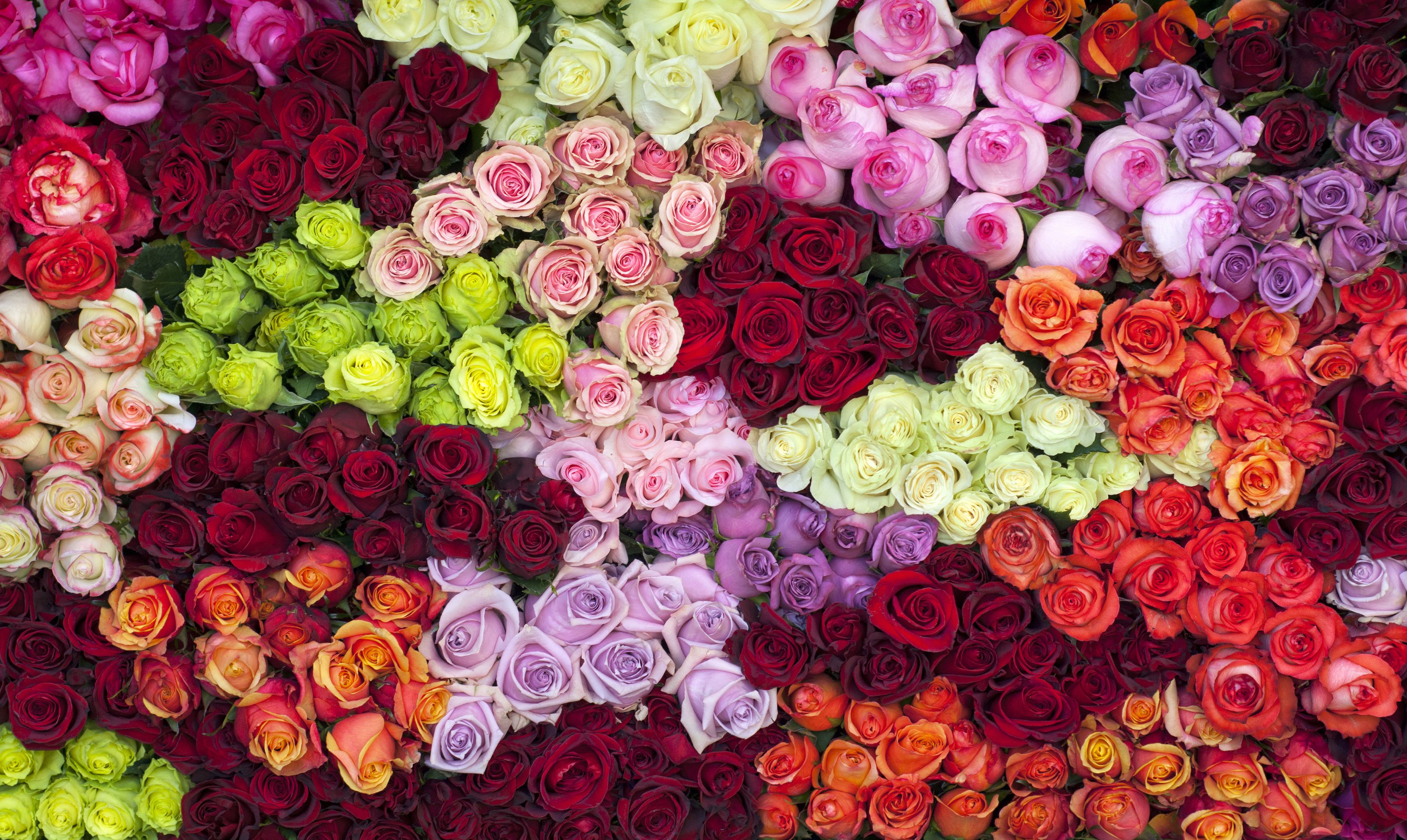 14 Rose Color Meanings - What Do the Colors of Roses Mean for ...