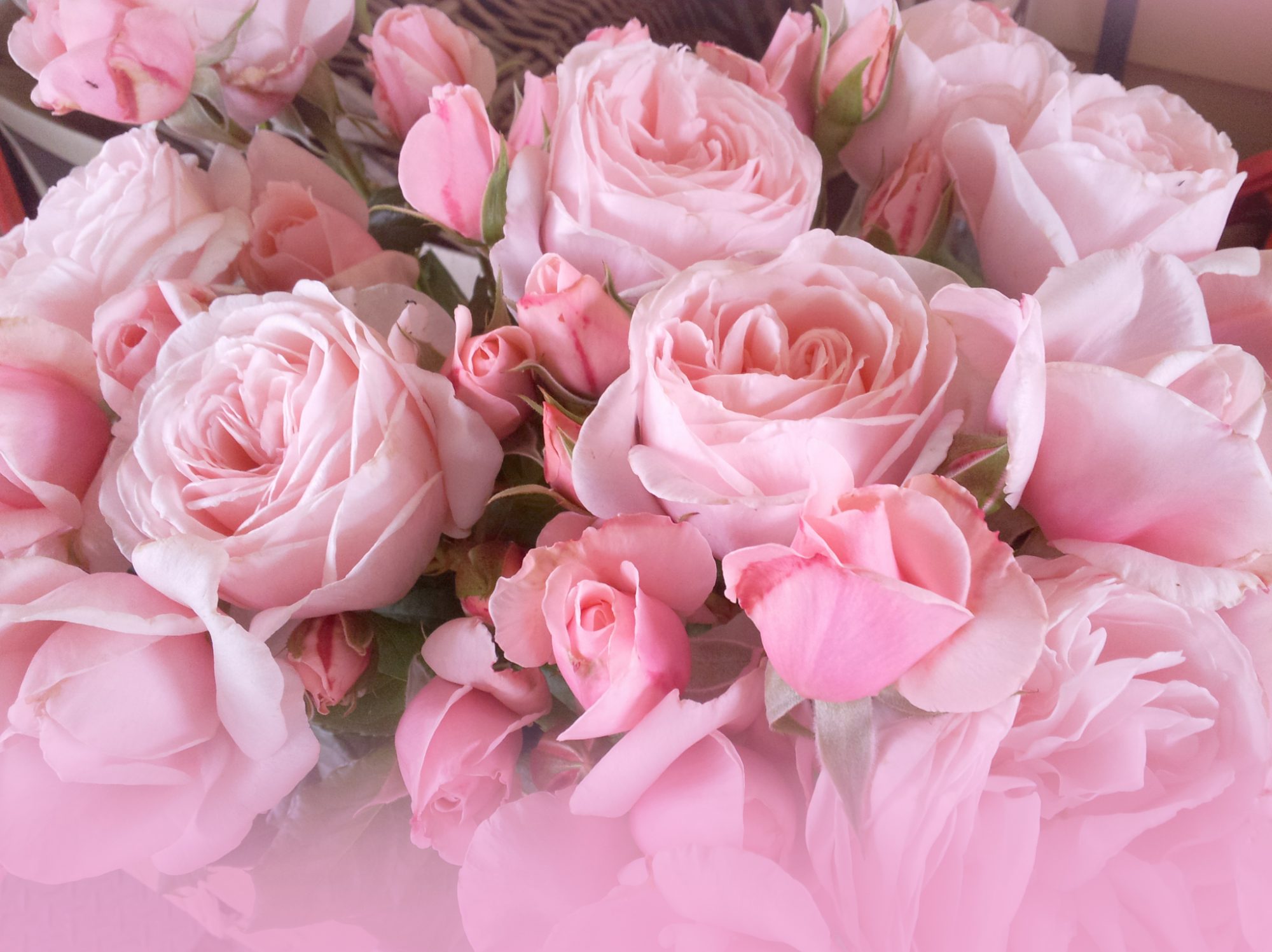 All About Roses – Everything you need to know about Roses