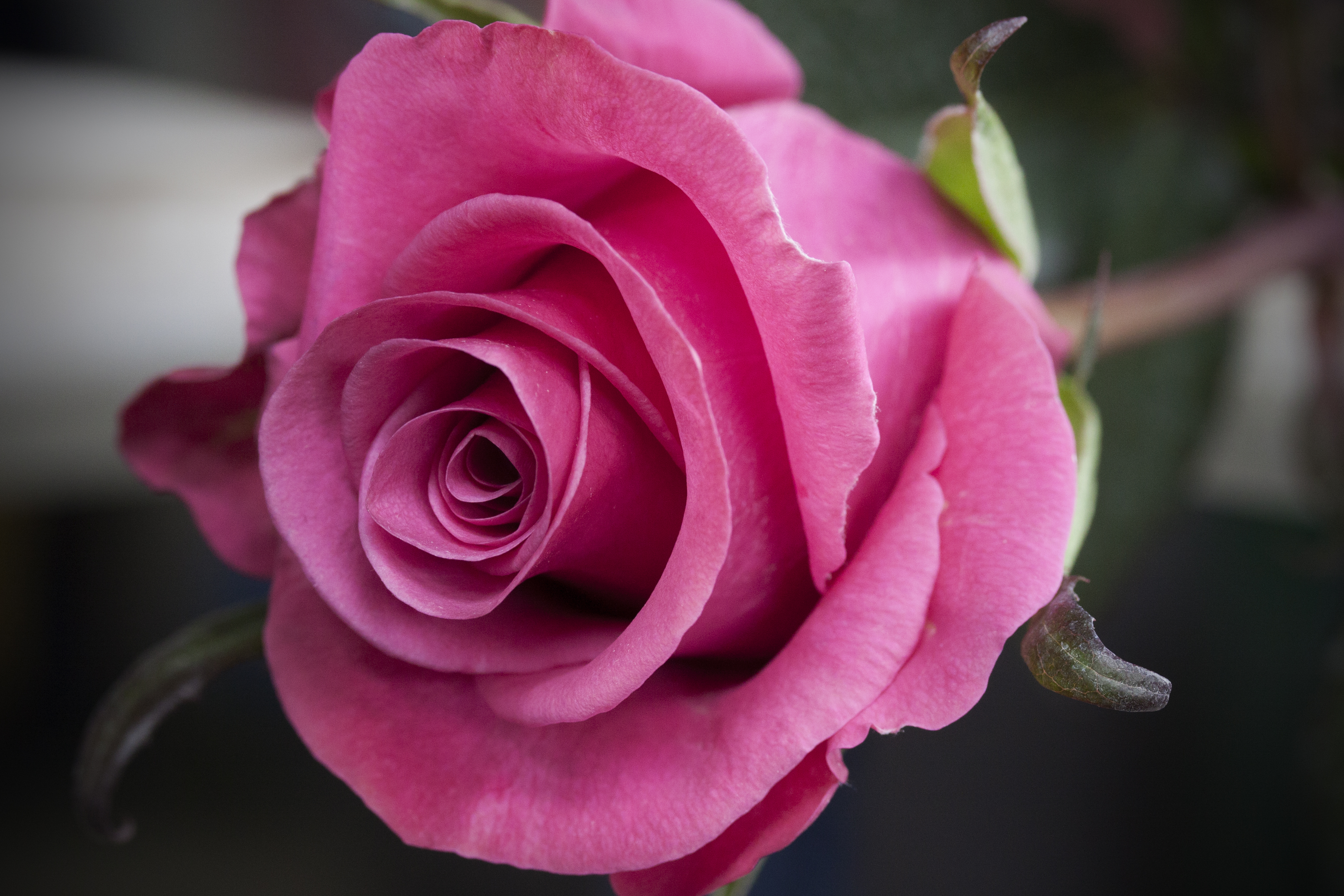 The Many Lives of a Valentine Rose | Whole Foods Market