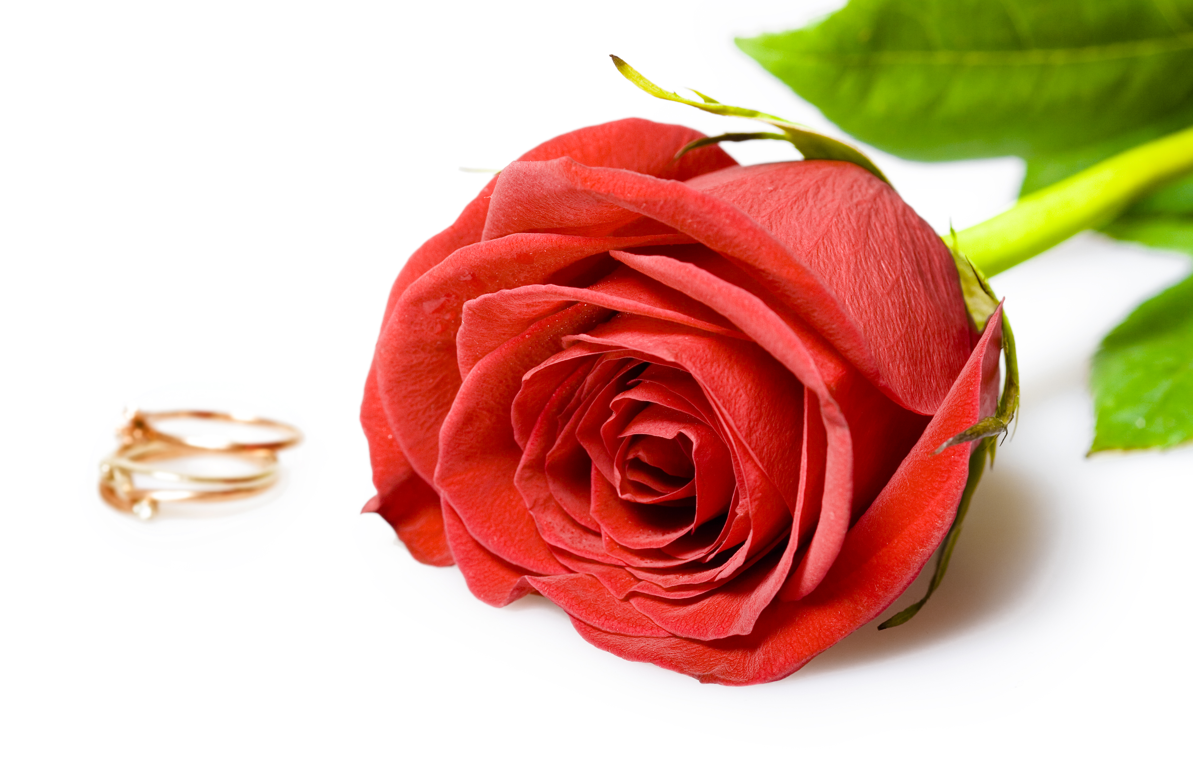 Roses and rings photo