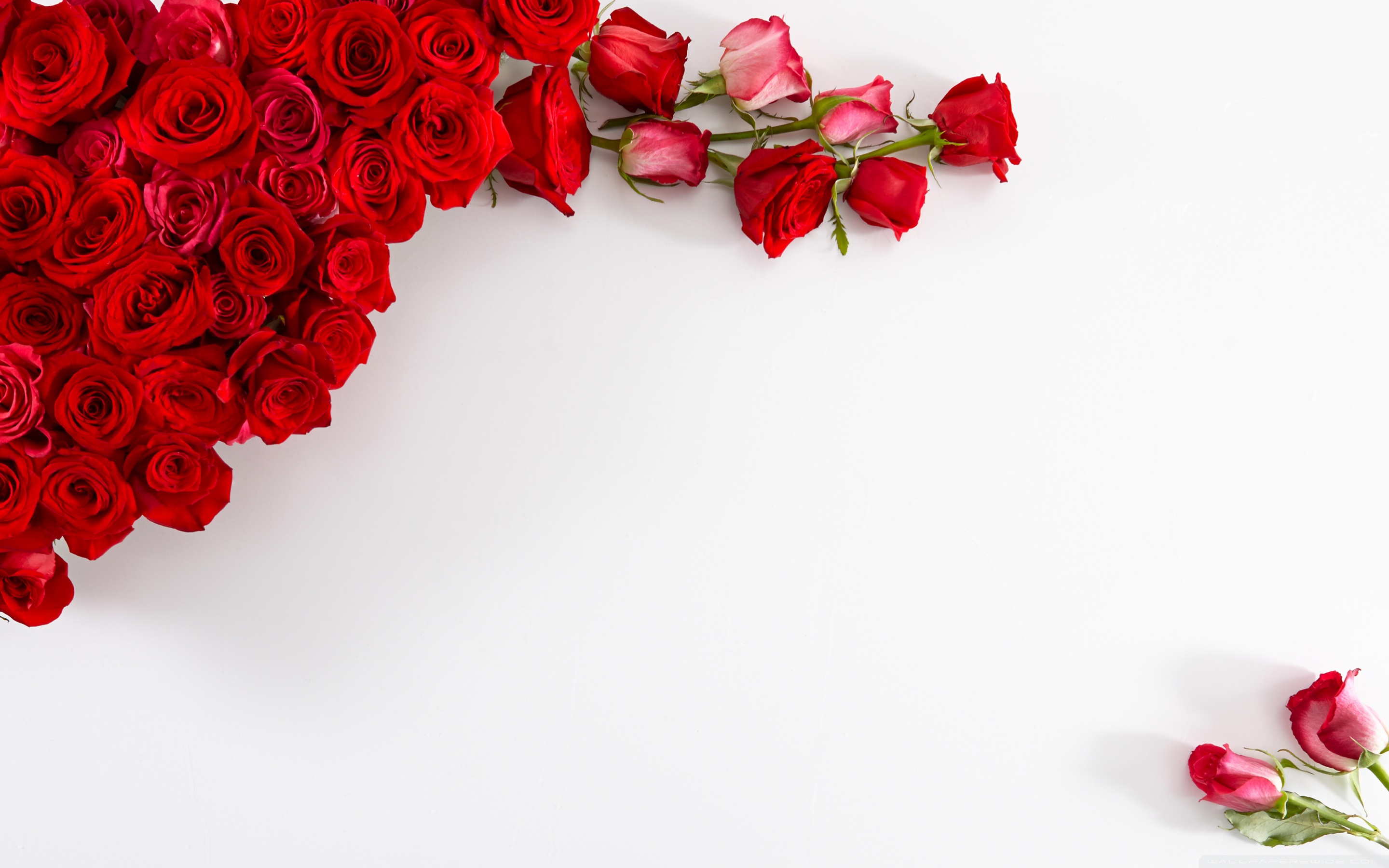 Red Roses on White Background ❤ 4K HD Desktop Wallpaper for • Wide ...