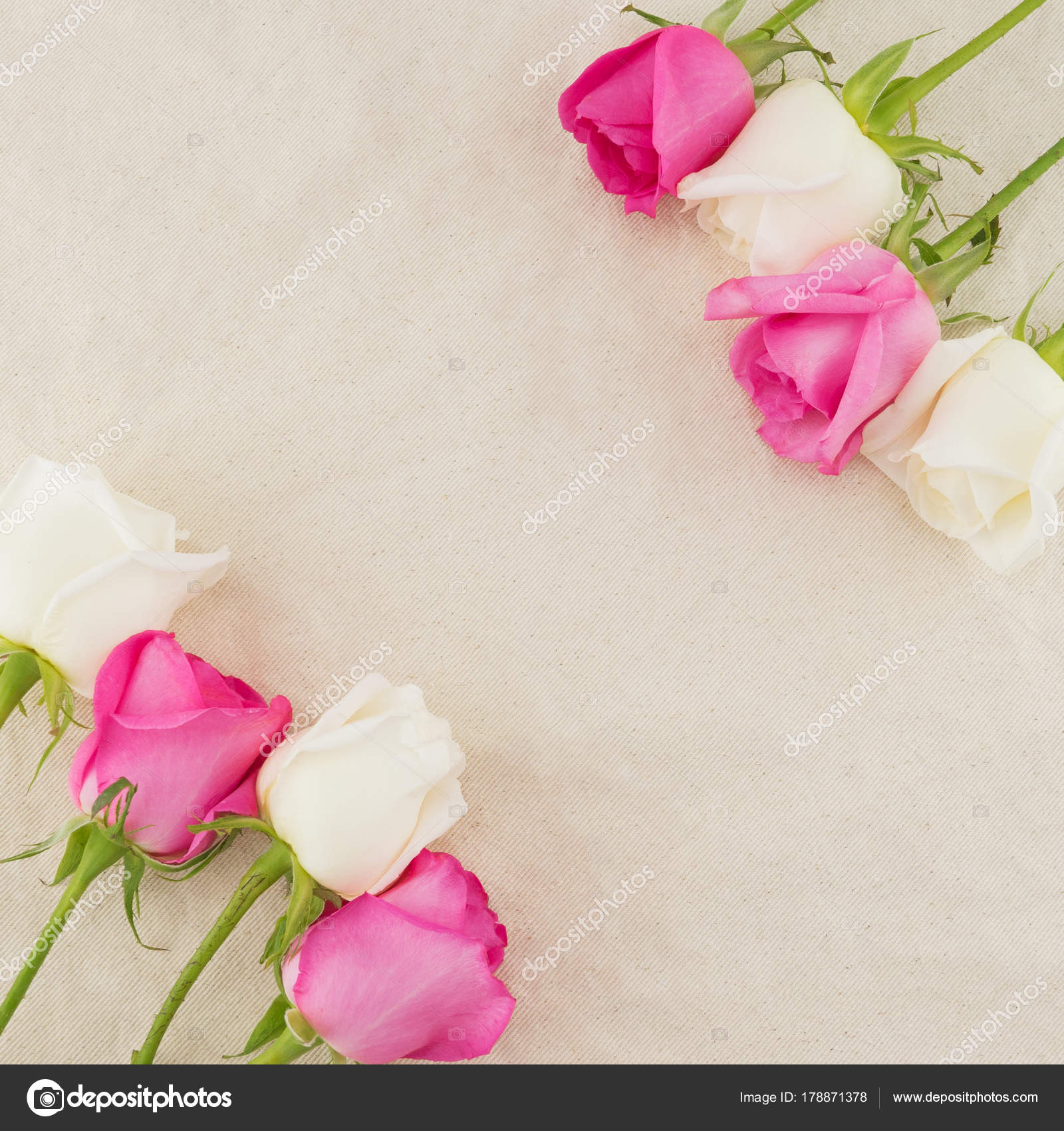Pink White Roses White Muslin Fabric Copy Space — Stock Photo ...