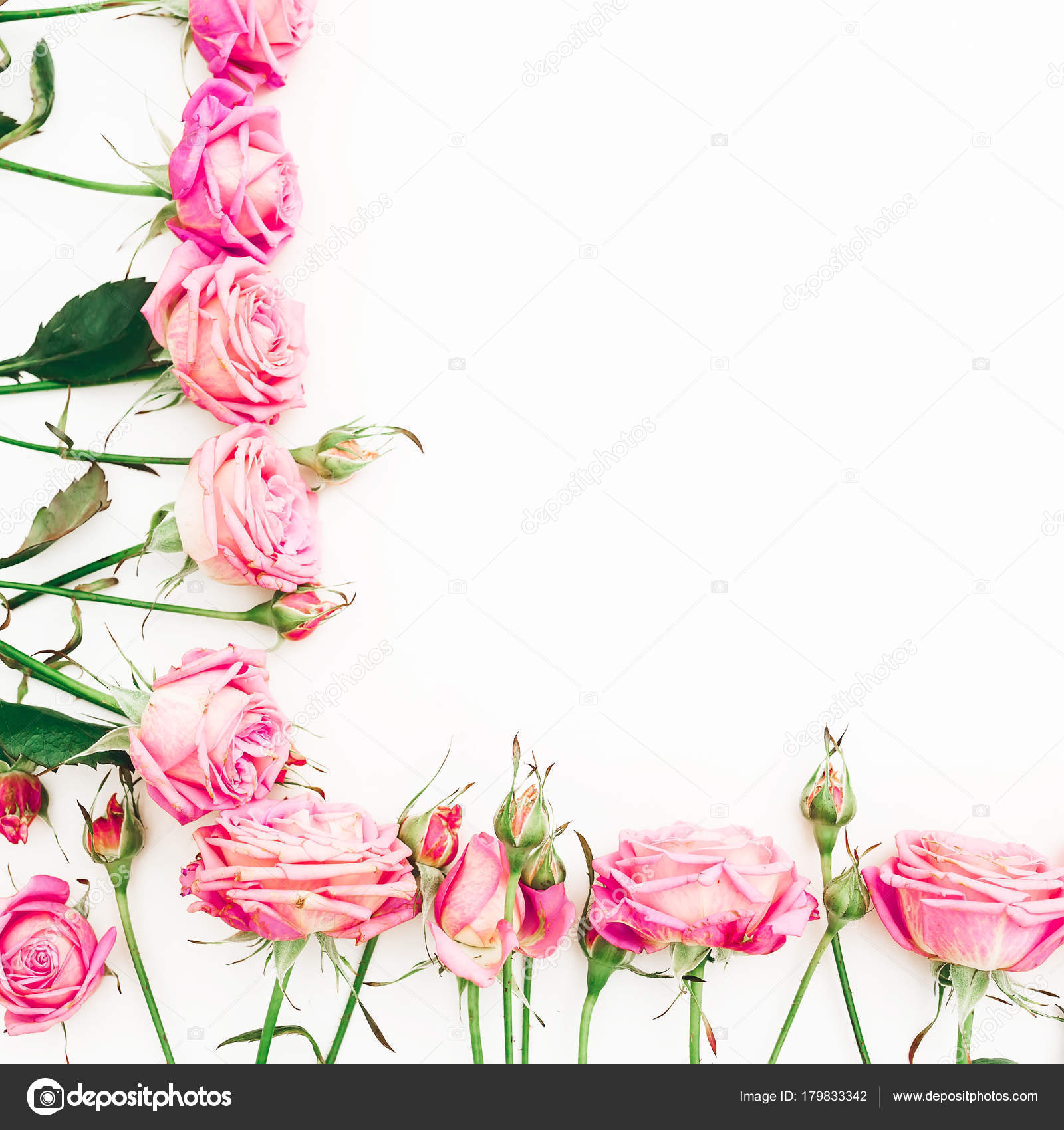 Frame Made Pink Roses Buds Copy Space White Background Flat — Stock ...