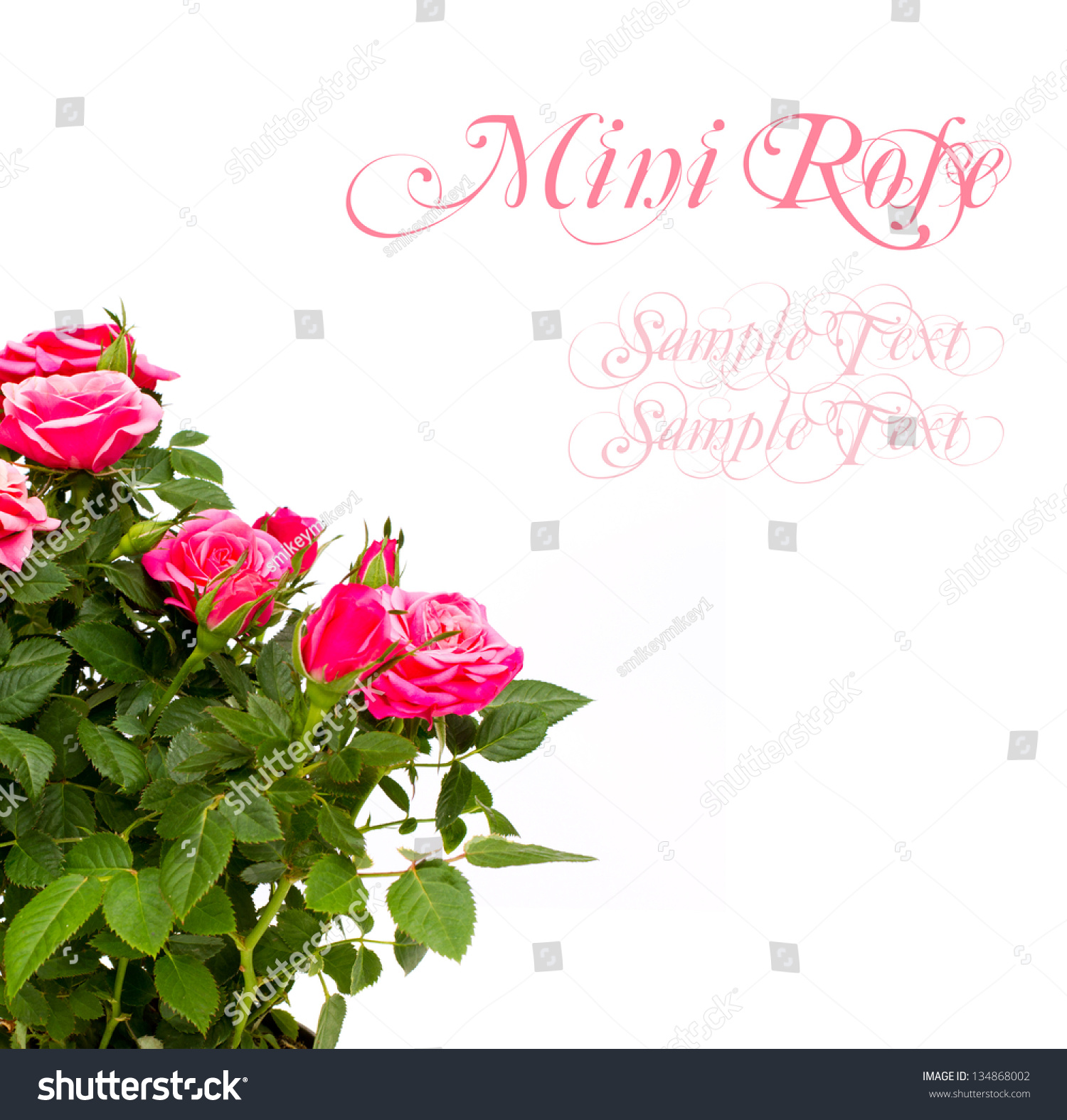 Pink Mini Rose Isolated Copy Space Stock Photo (Royalty Free ...