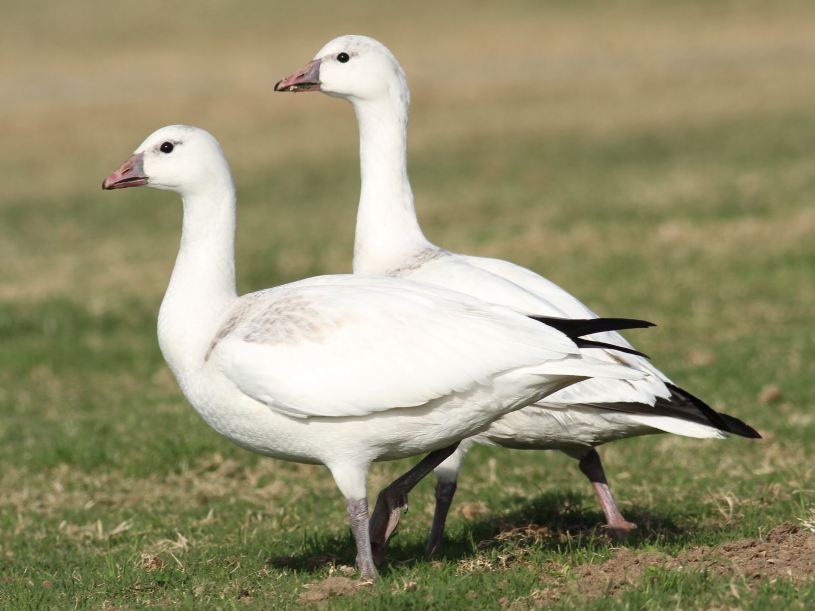 Ross's Geese at the baseball field! | San Diego Birding