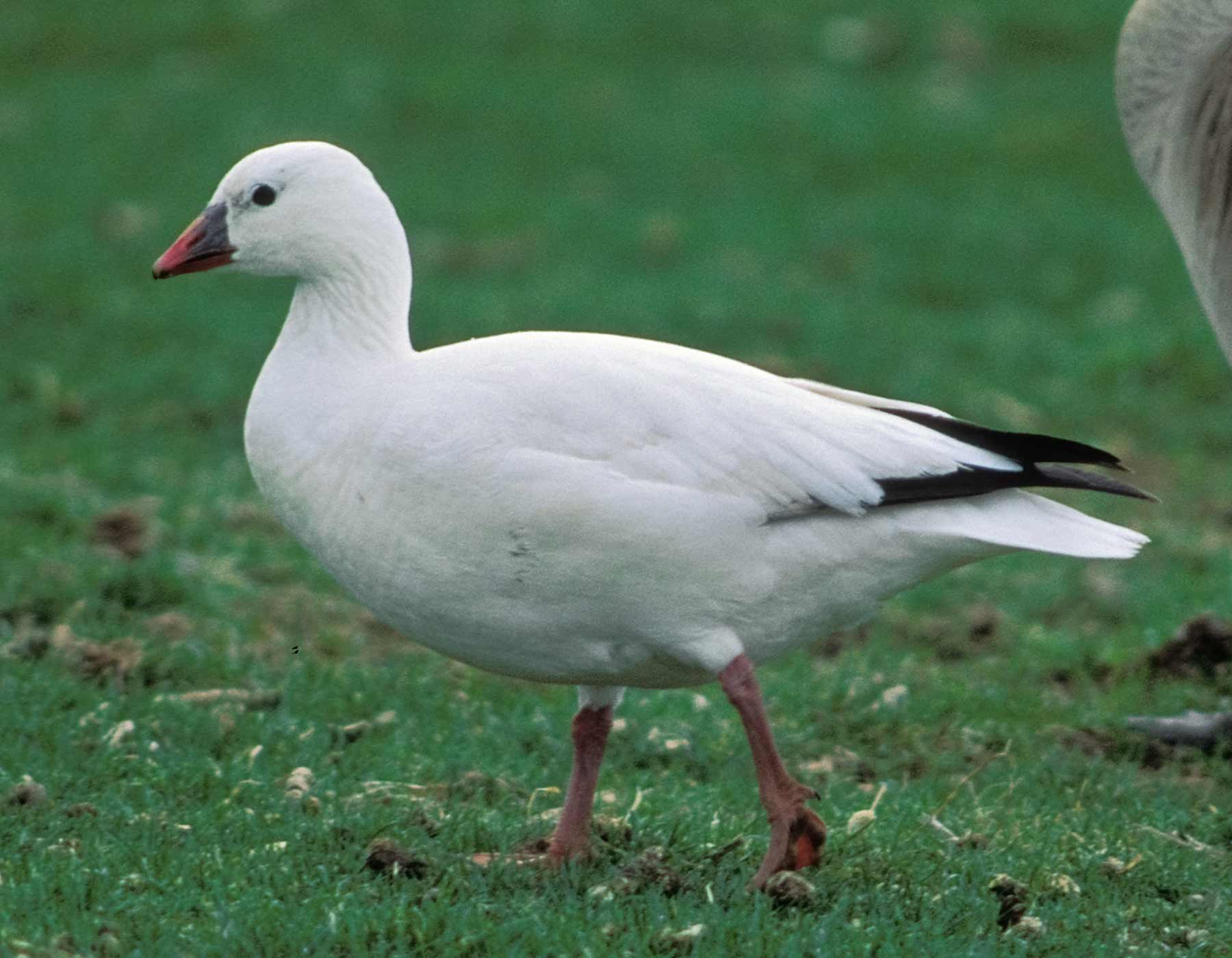 Ross's Goose | MDC Discover Nature