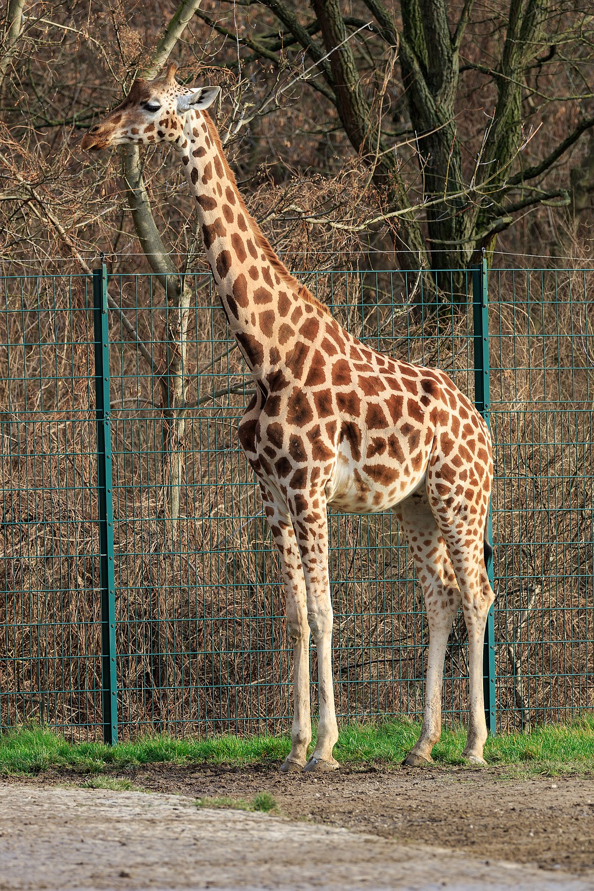 Rothschild's giraffe - Wikipedia